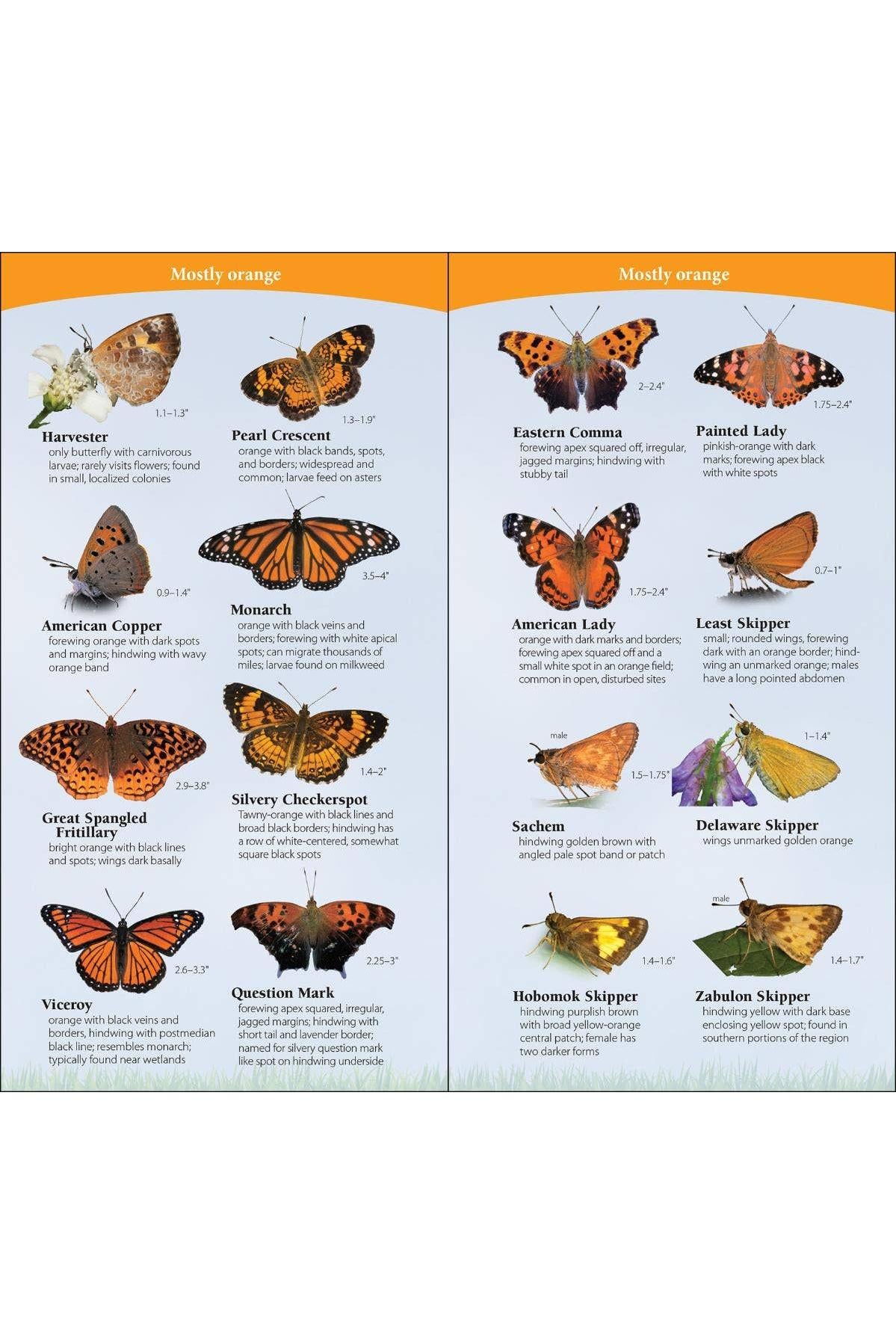 Butterflies of South & Southeast Quick Guide