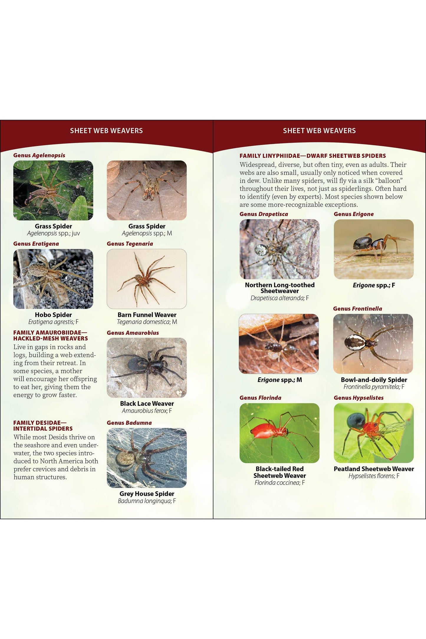Spiders of the United States & Canada Quick Guide