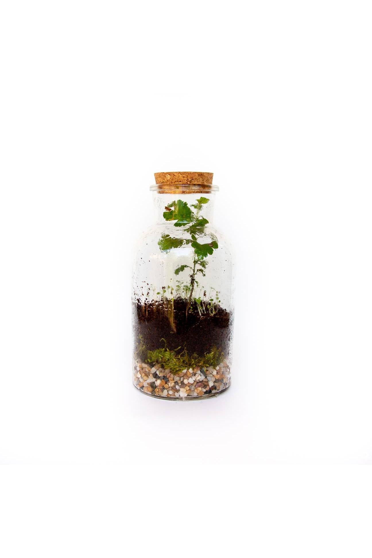 DIY Large Jar Terrarium with Soil and Moss Garden Craft Kit