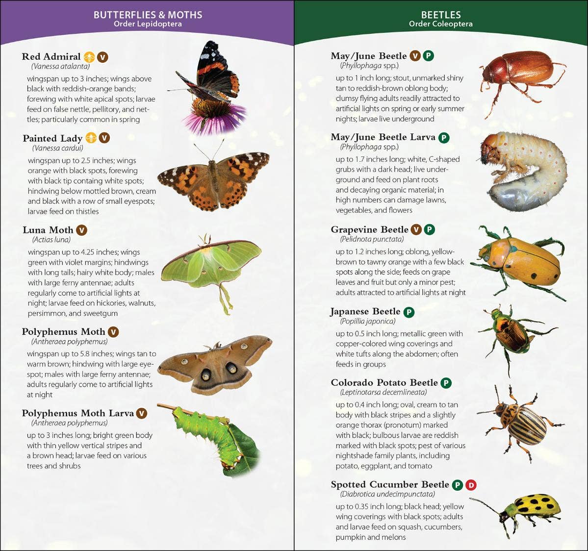 Garden Bugs & Insects of the Northwest
