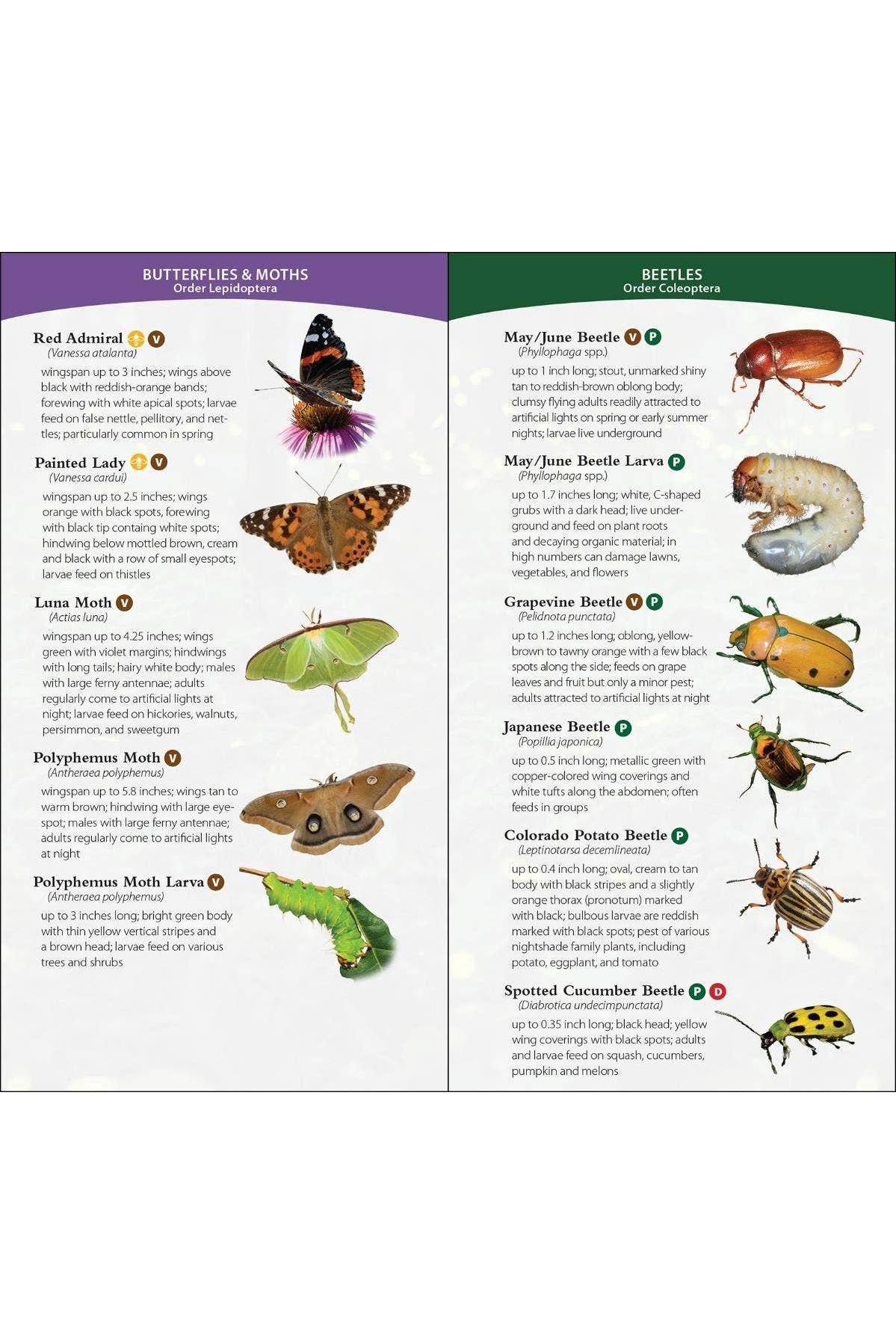 Garden Bugs & Insects of the Northeast