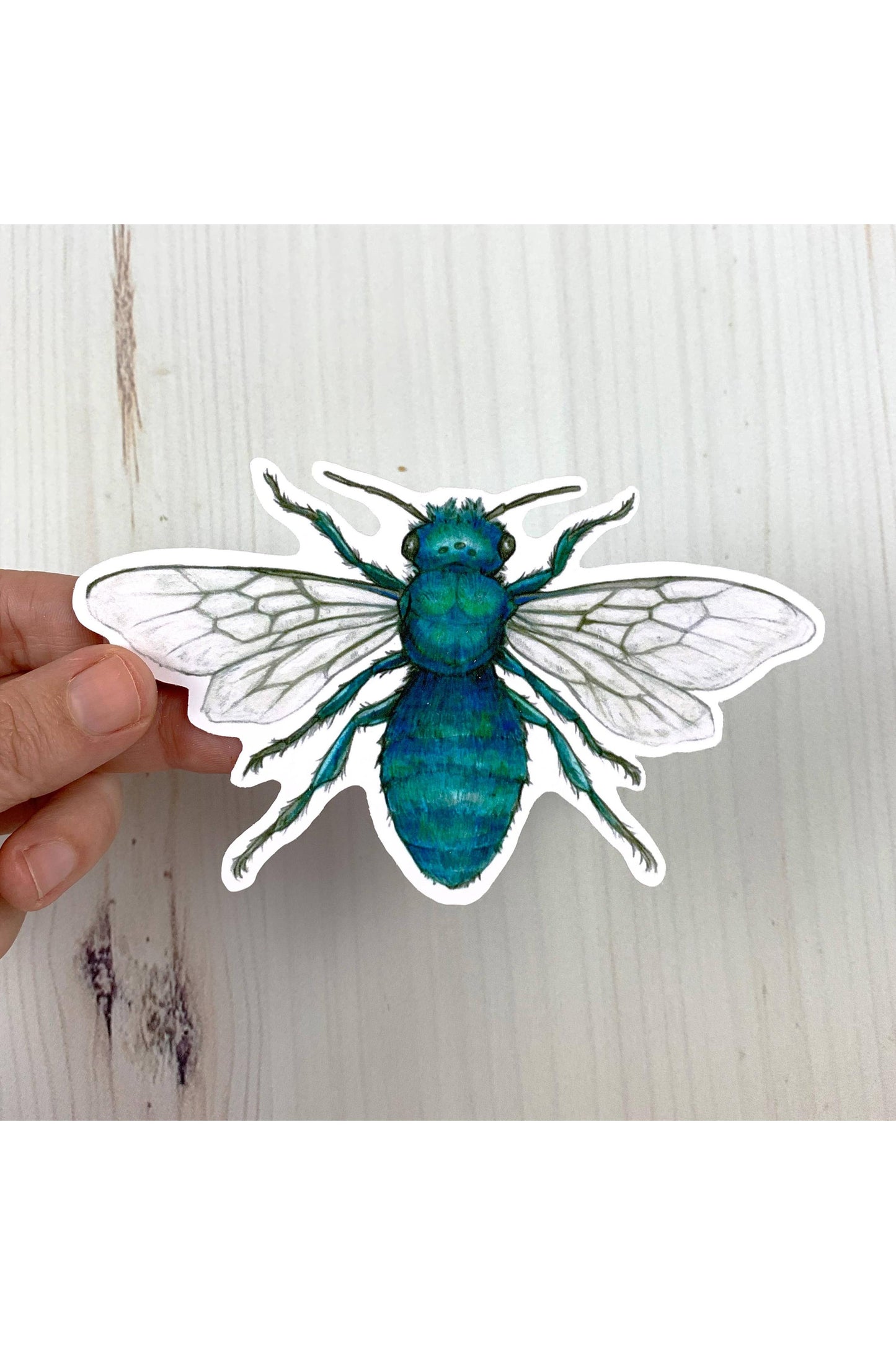 Blue Orchard Mason Bee Sticker
