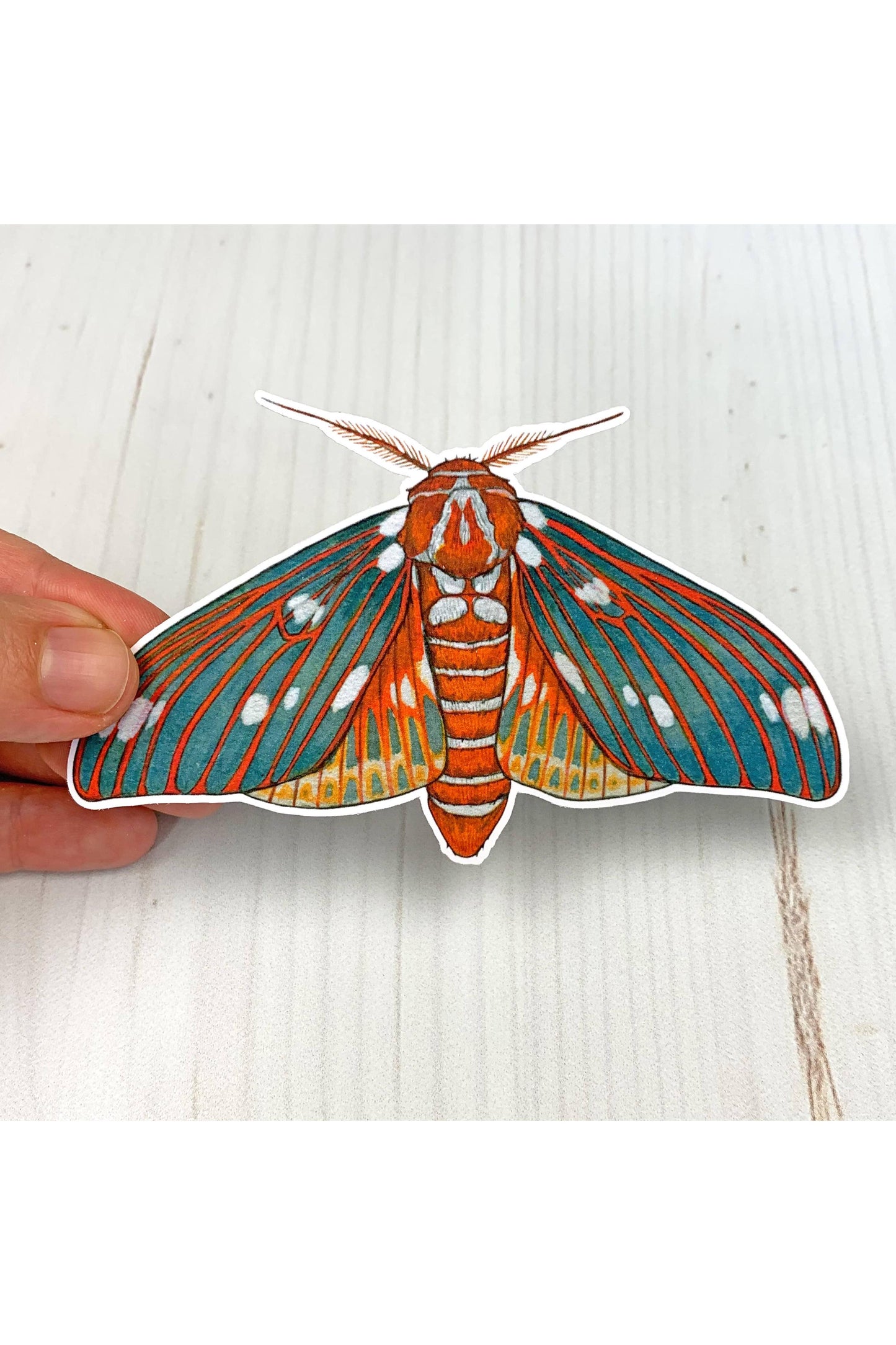 Regal Moth Sticker