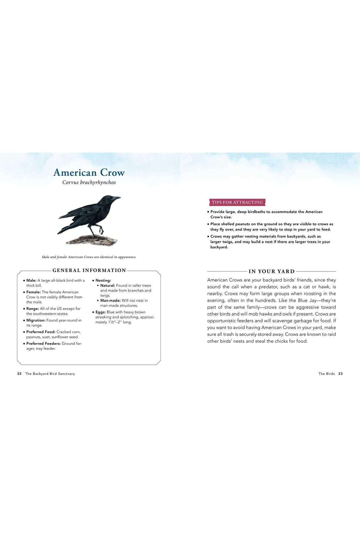 The Backyard Bird Sanctuary: A Beginner's Guide to Creating a Wild Bird Habitat at Home by Alan Baczkiewicz