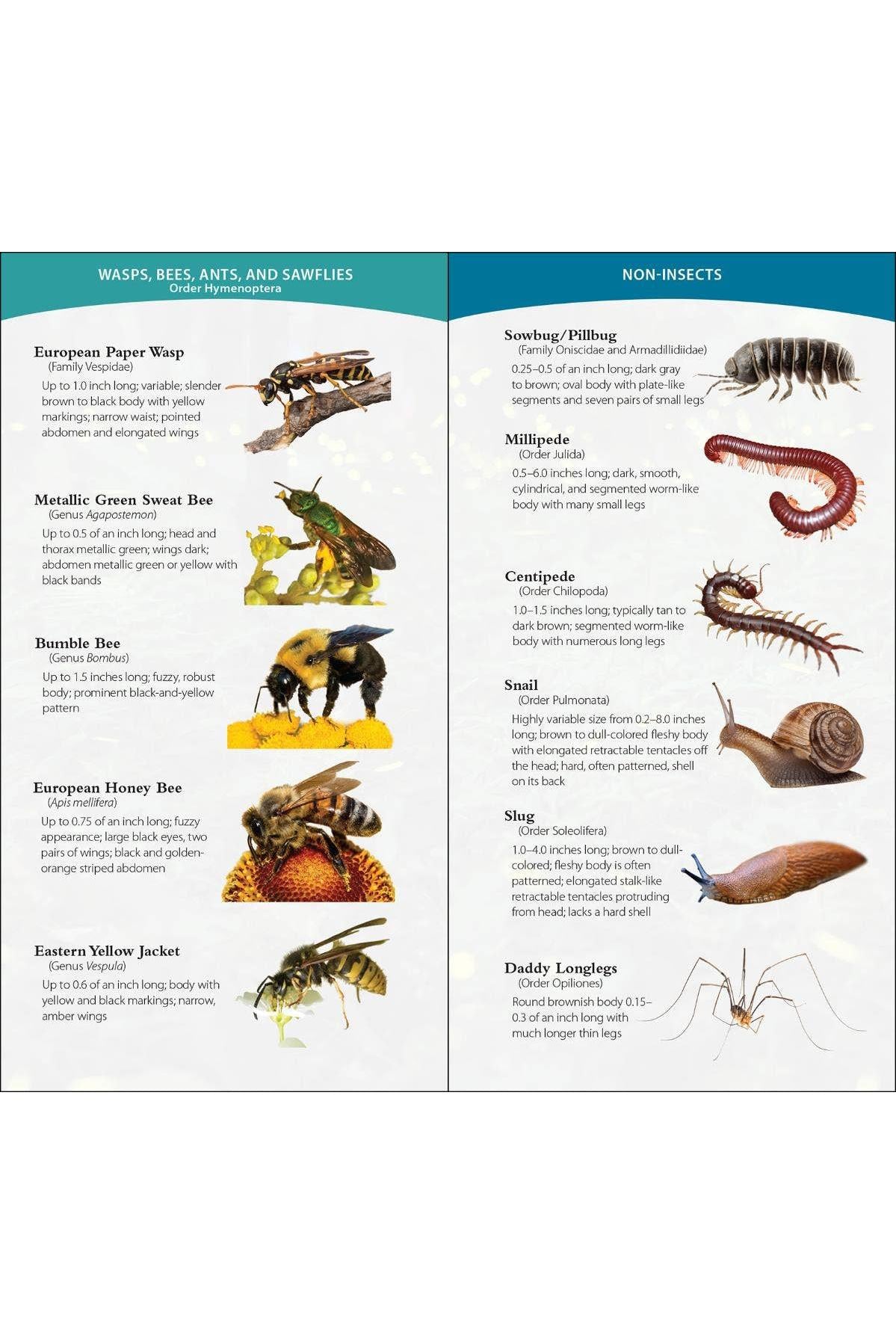 Garden Bugs & Insects of the South & Southeast