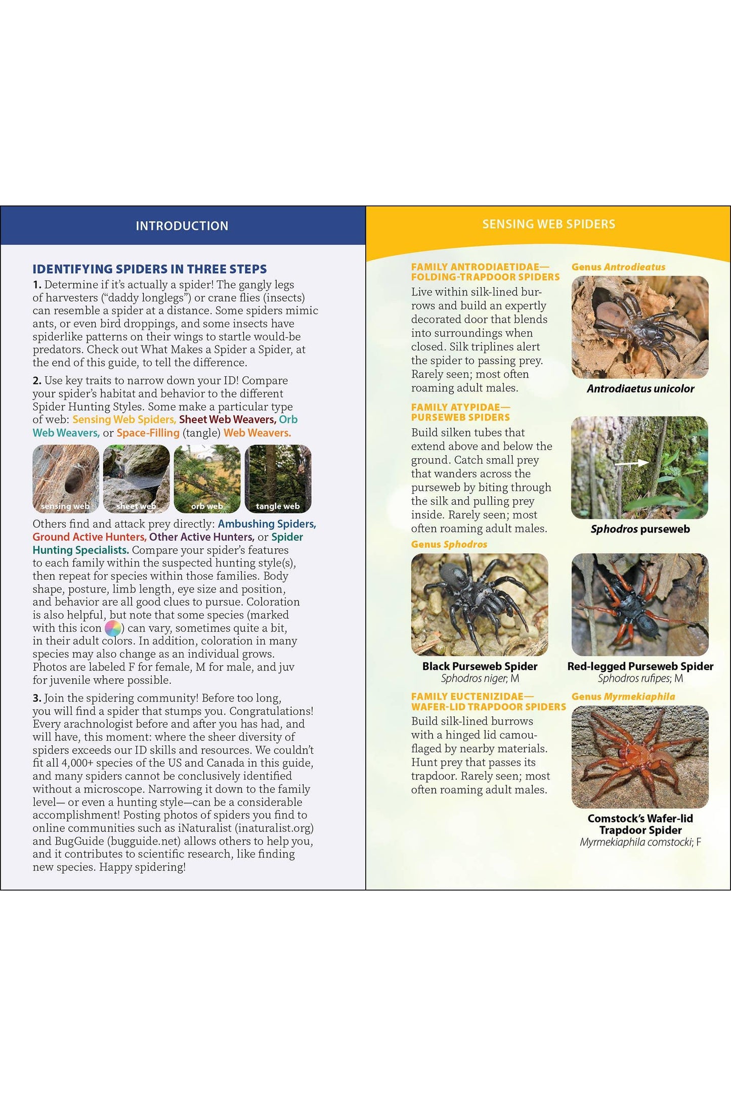 Spiders of the United States & Canada Quick Guide