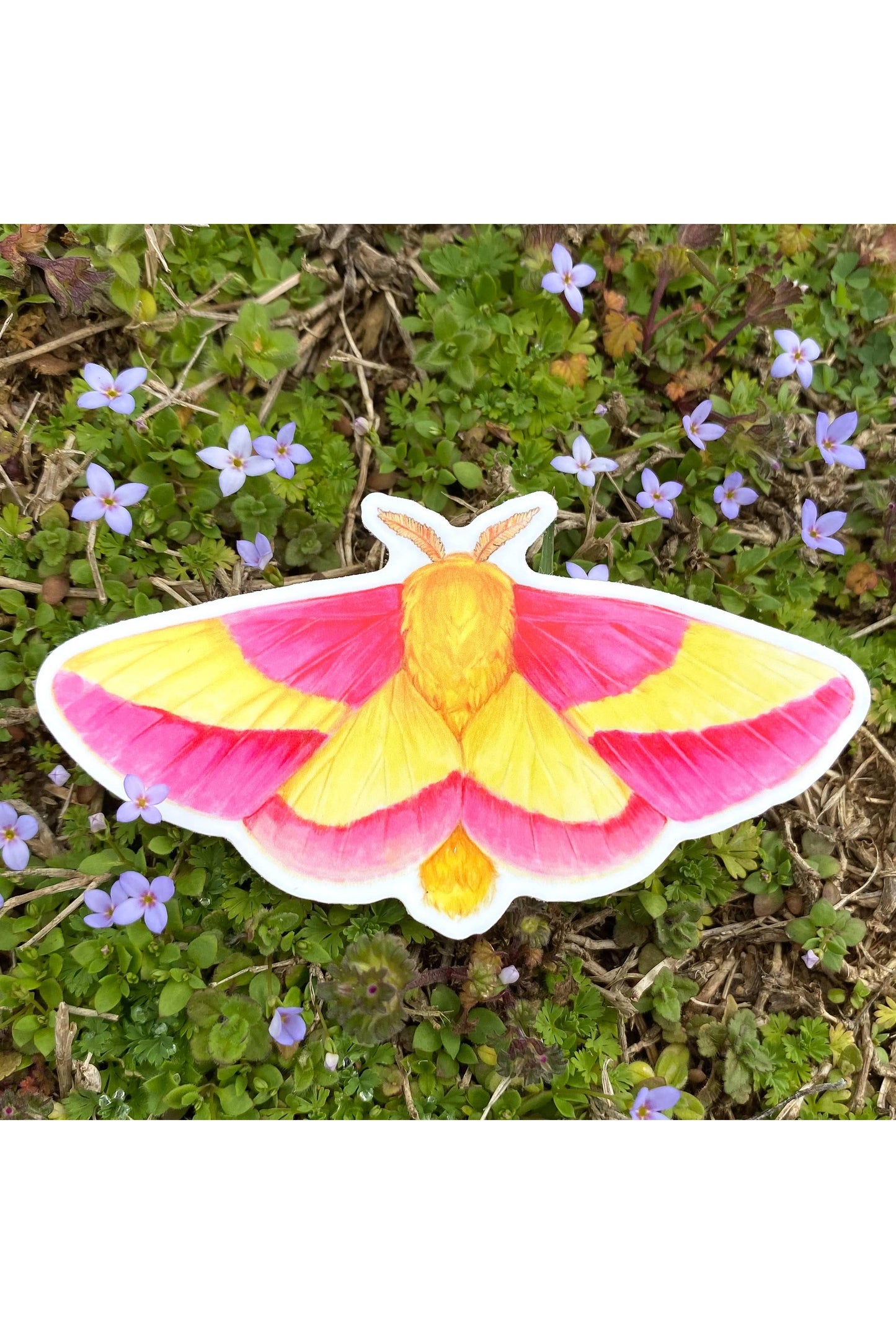 Rosy Maple Moth Sticker