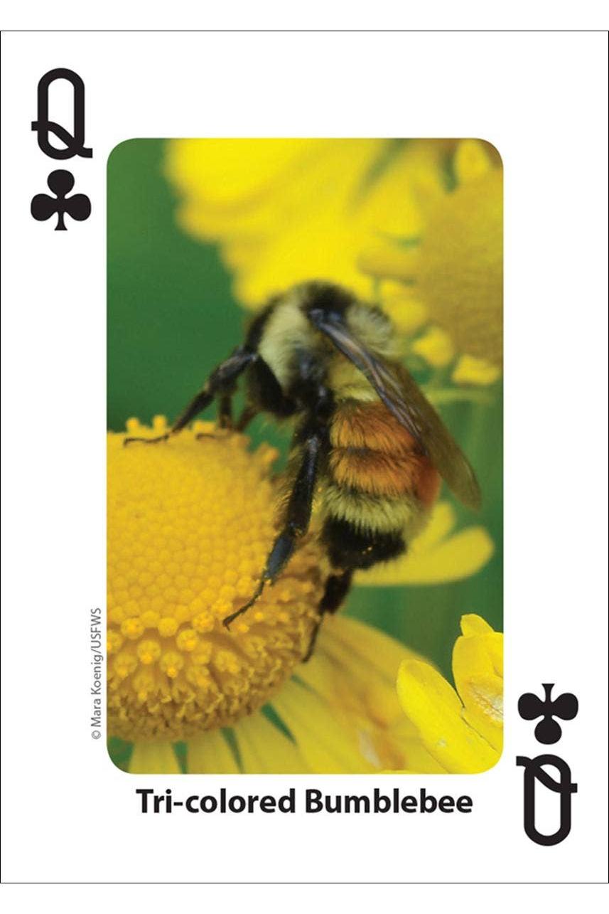 Bees & Butterflies Playing Cards