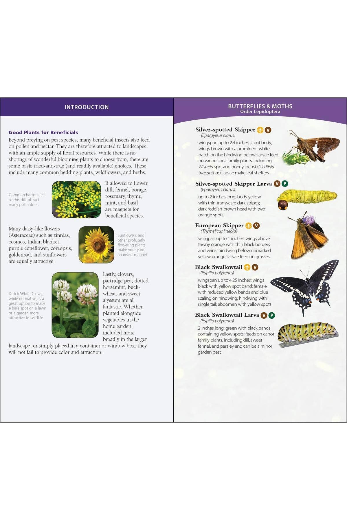 Garden Bugs & Insects of the Northeast