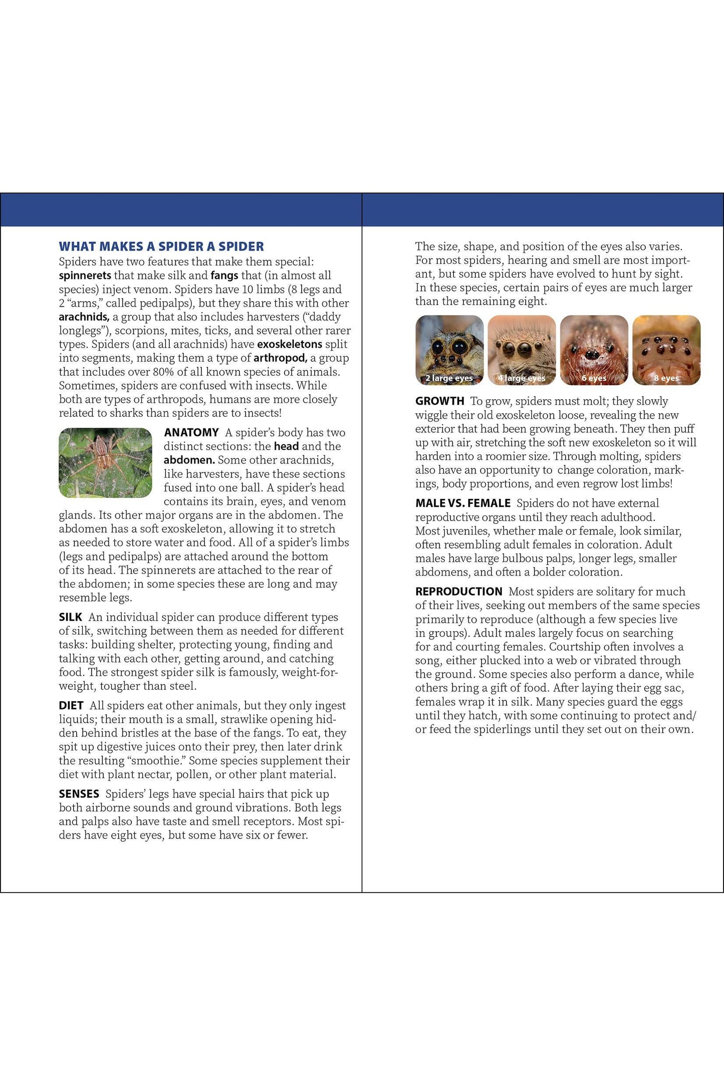 Spiders of the United States & Canada Quick Guide