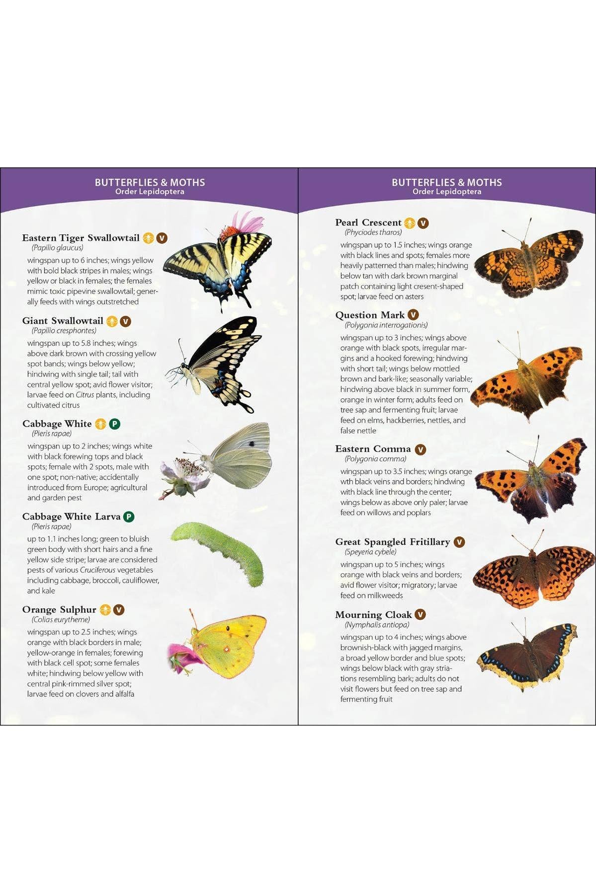 Garden Bugs & Insects of the Midwest