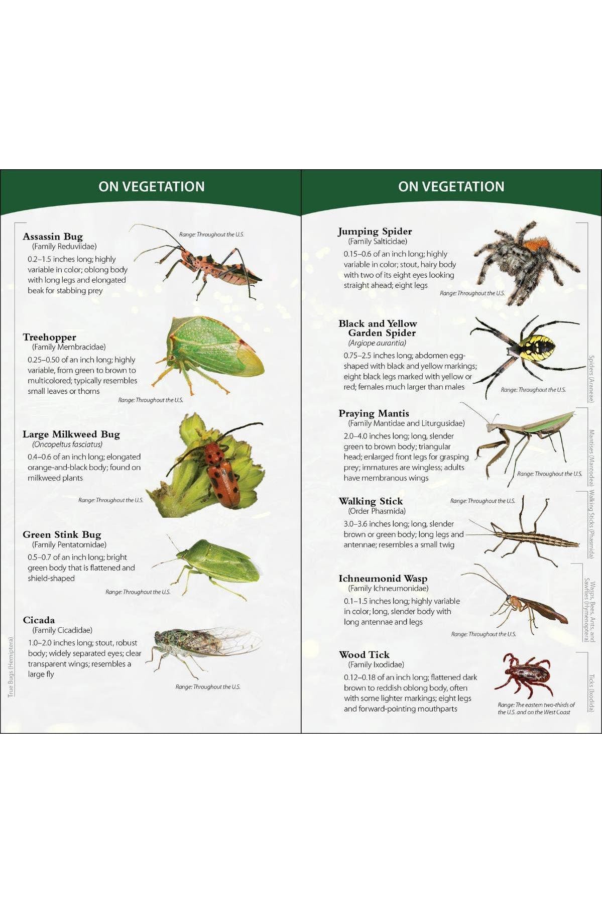 Insects & Bugs of North America Quick Guide