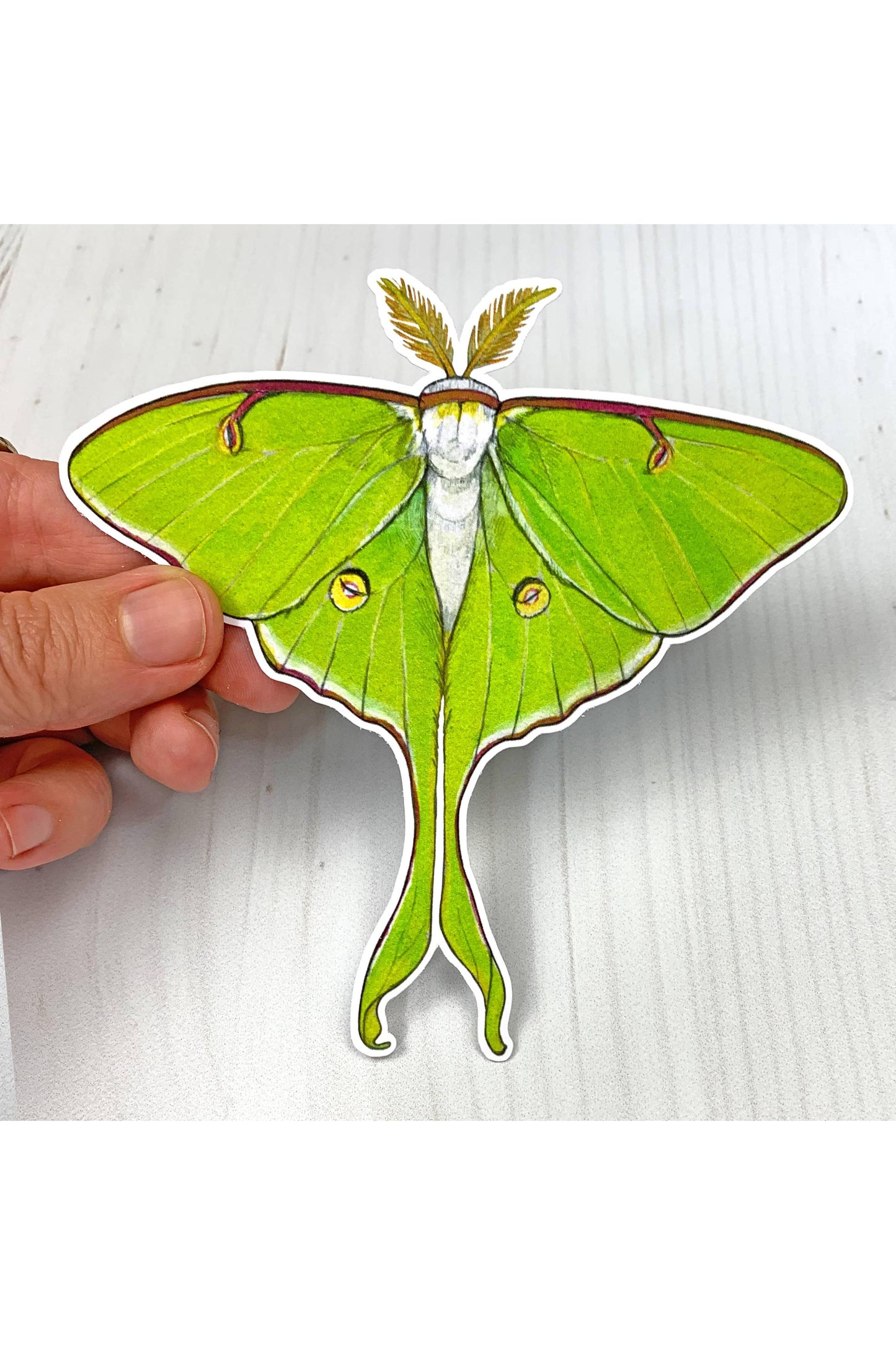 Luna Moth Matte Sticker