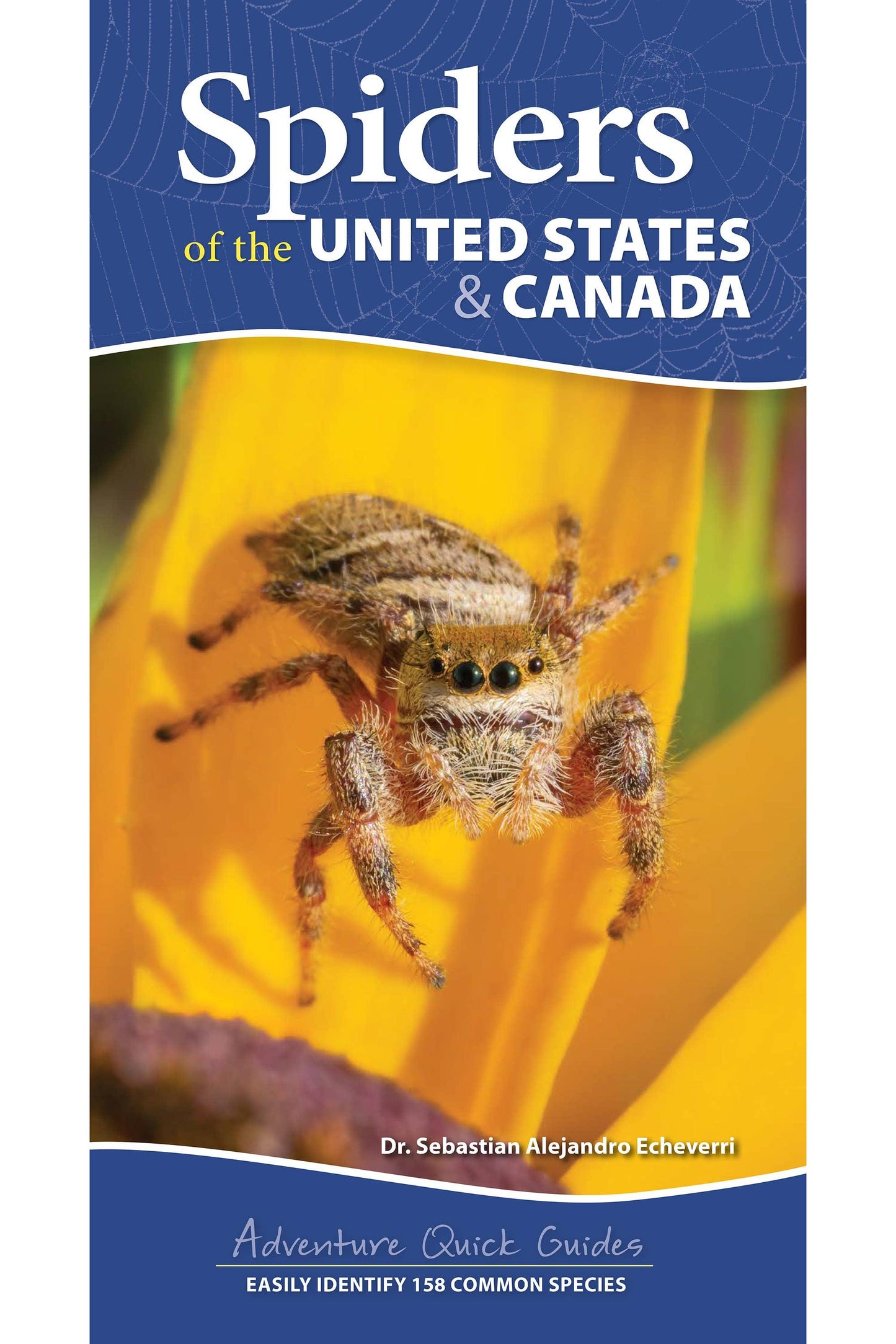 Spiders of the United States & Canada Quick Guide