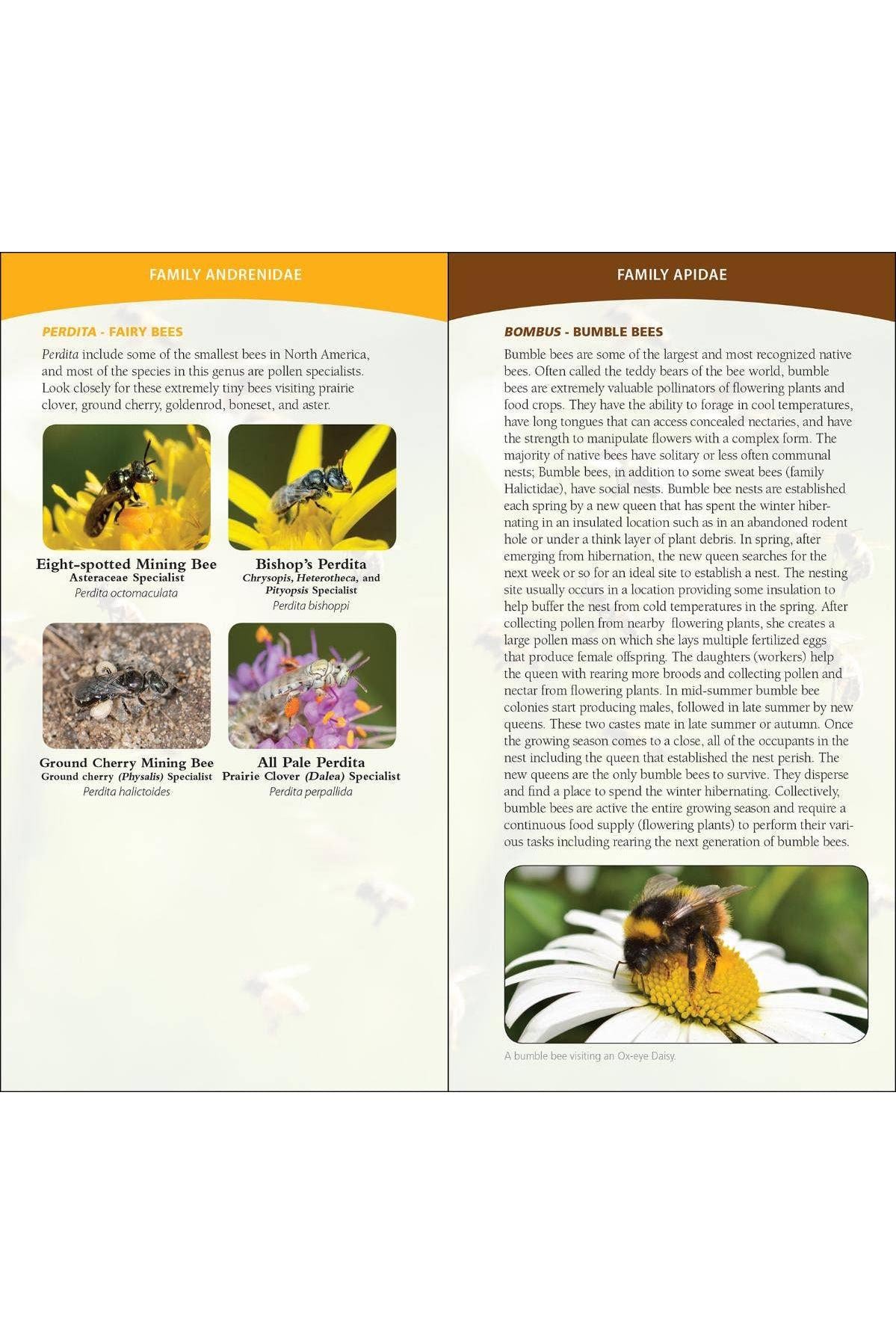 Common Native Bees of Eastern US Quick Guide