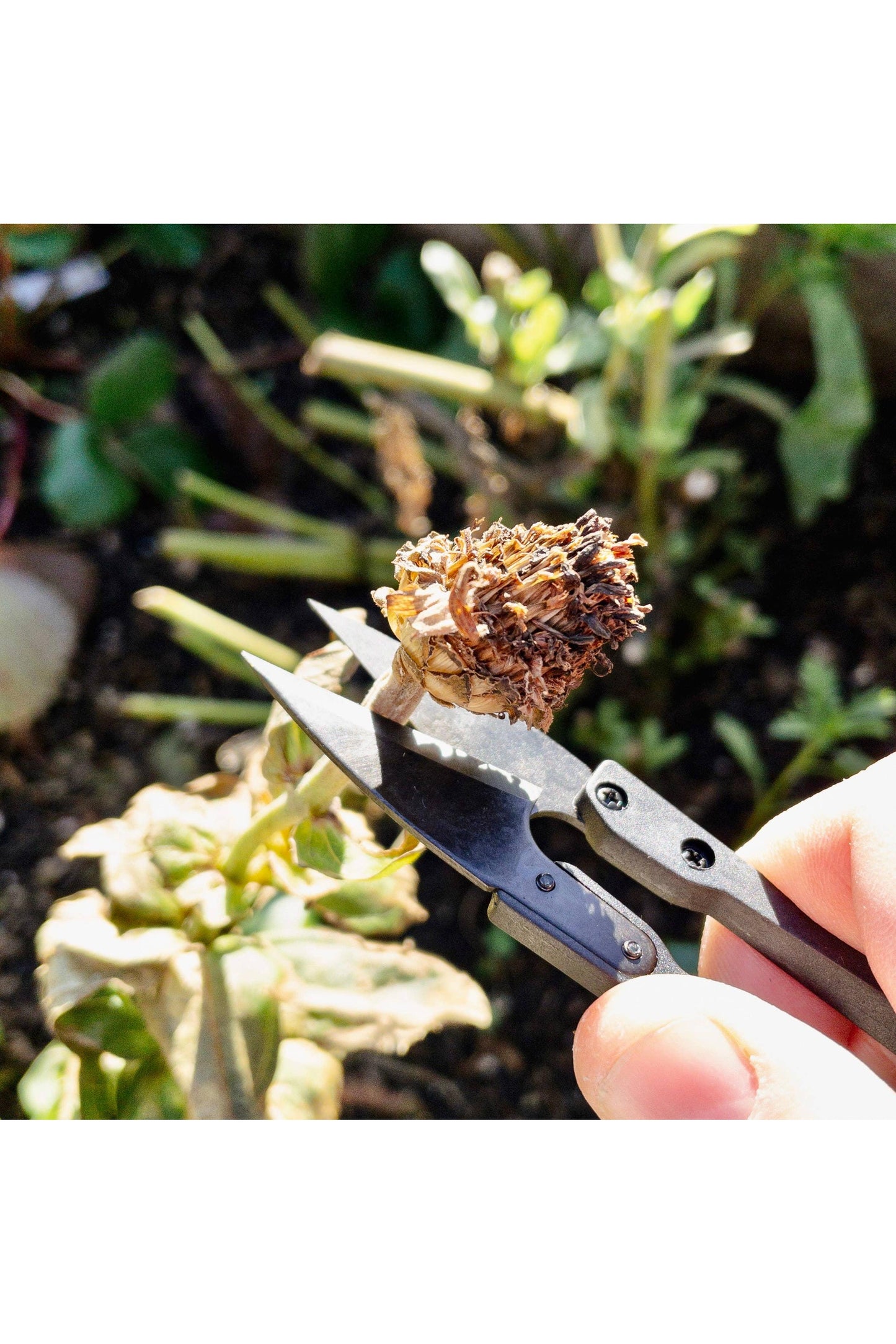 Herb Snips