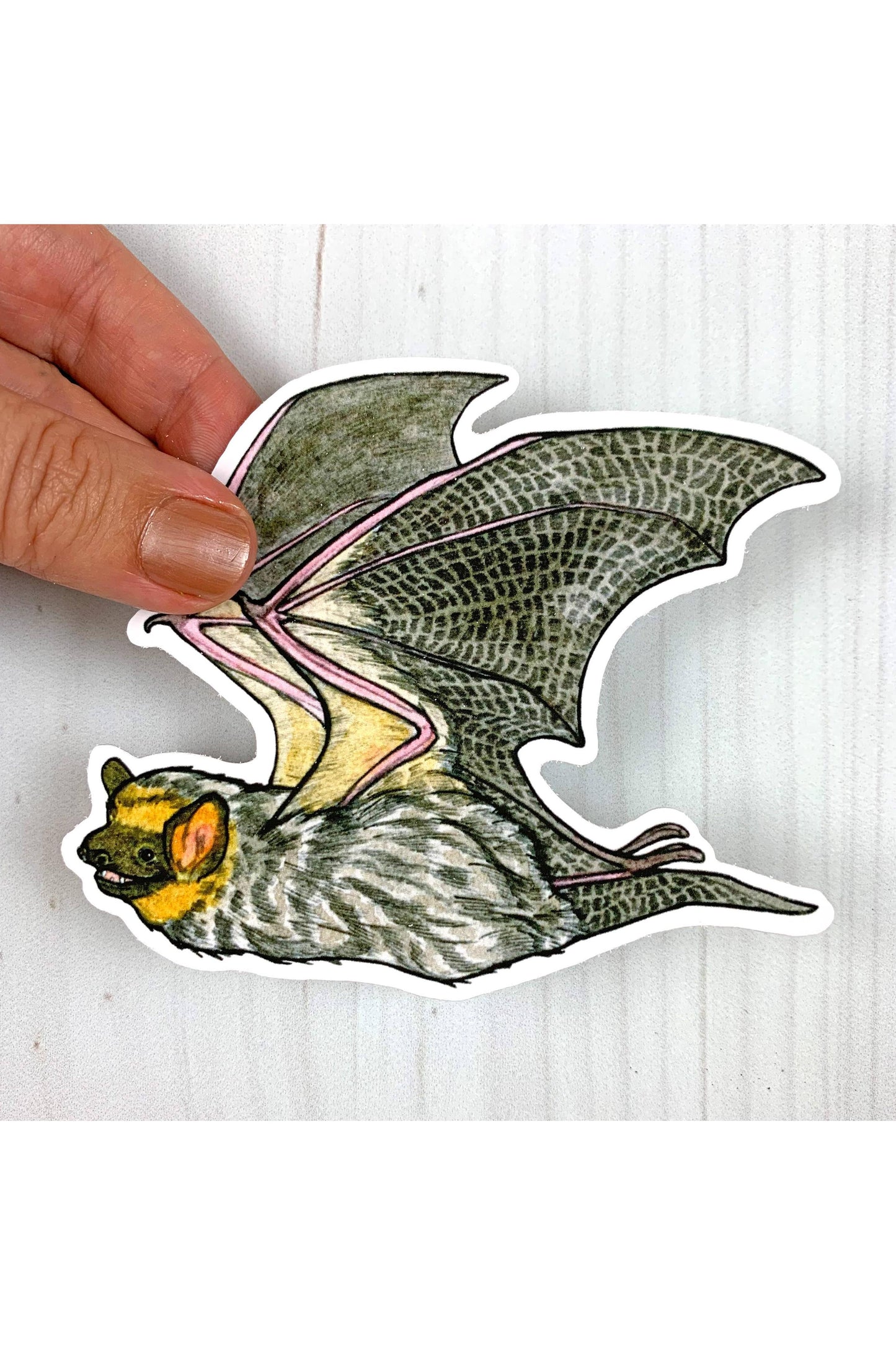 Hoary Bat Sticker