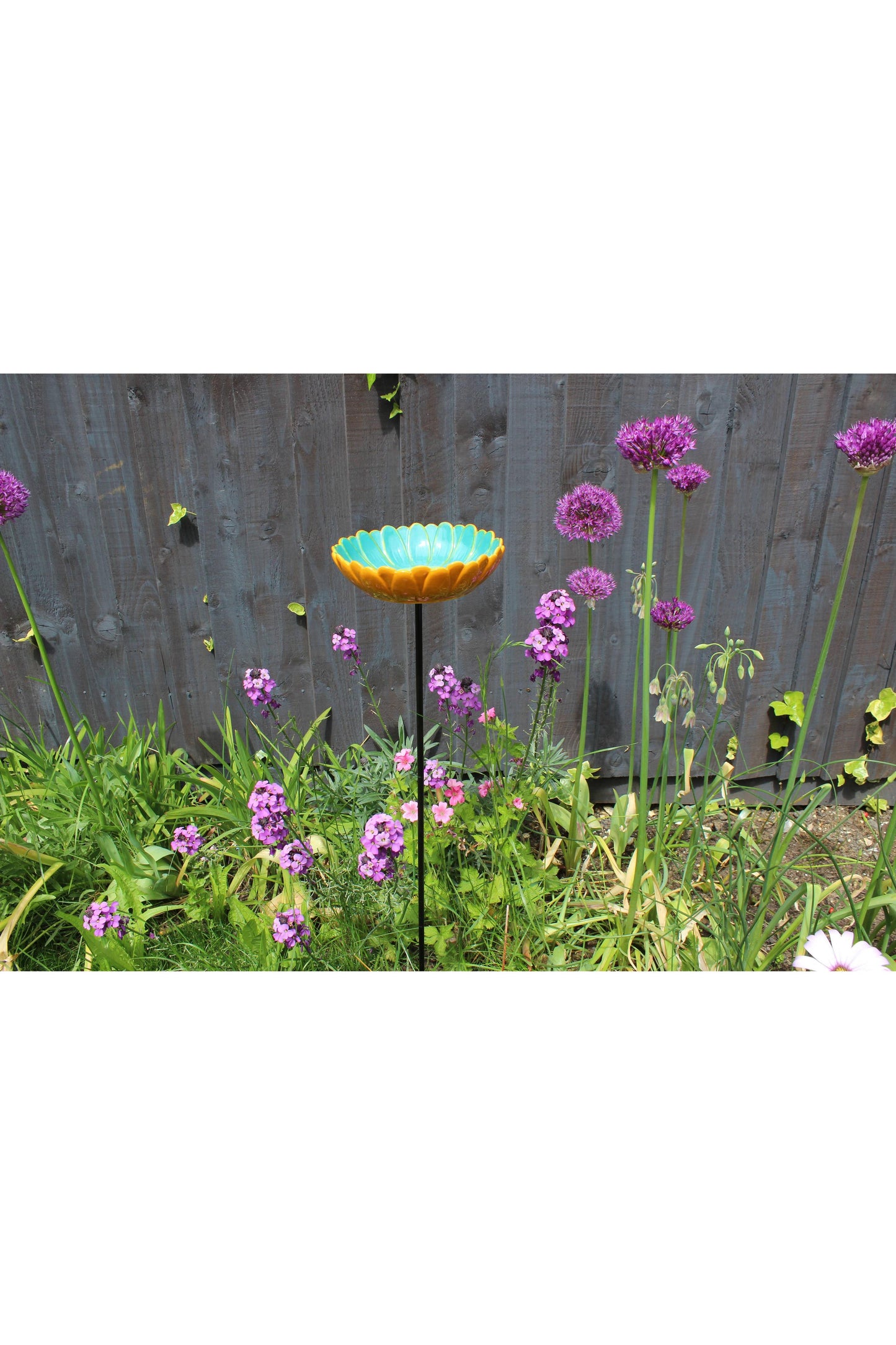 African Daisy Bird Drinker