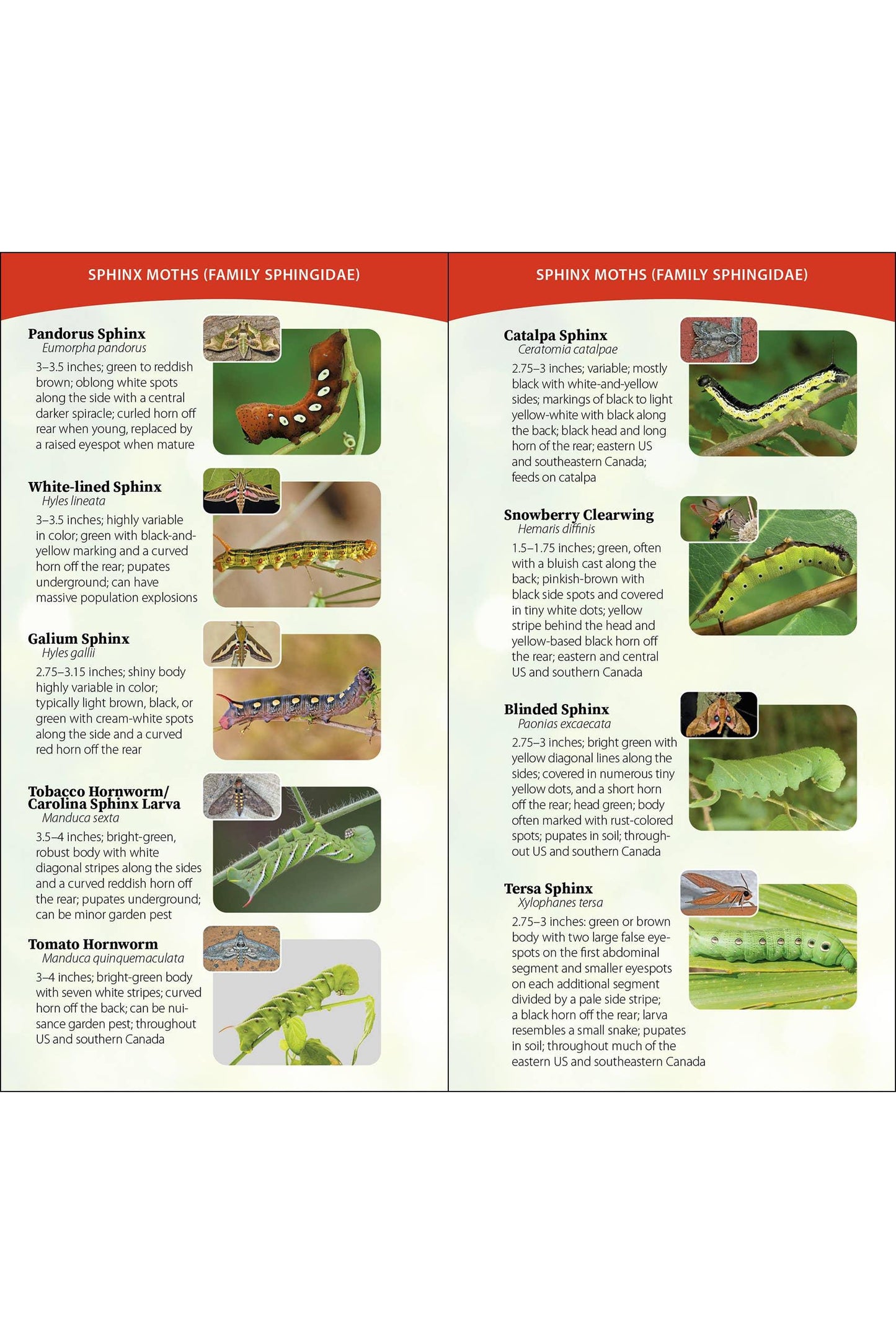 Caterpillars of North America Quick Guide