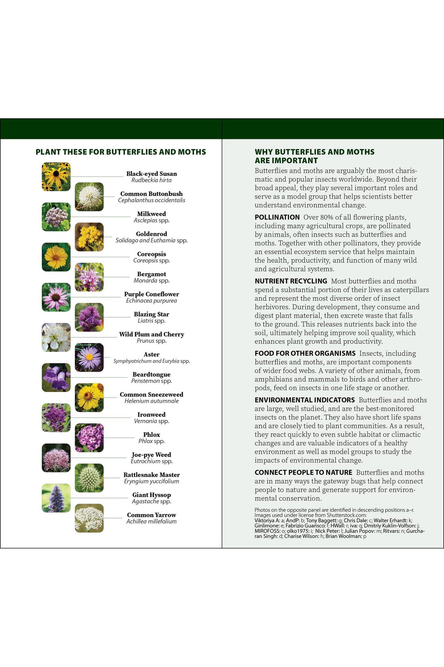 Caterpillars of North America Quick Guide