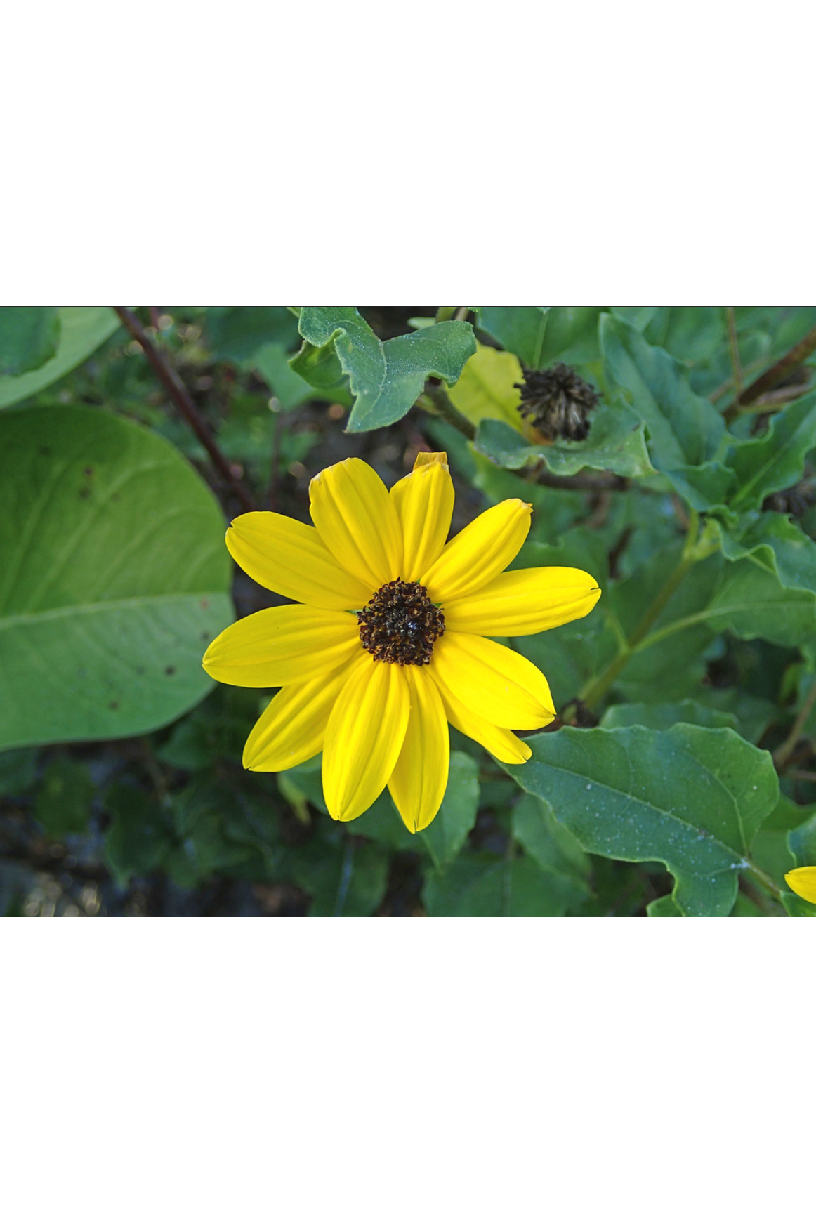 Beach sunflower (Helianthus debilis)