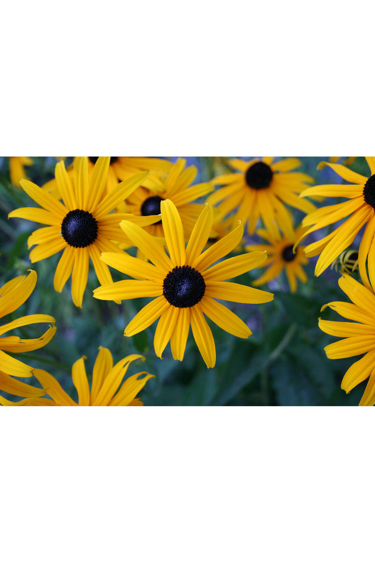 Black-eyed susan, Softhair coneflower (Rudbeckia mollis)