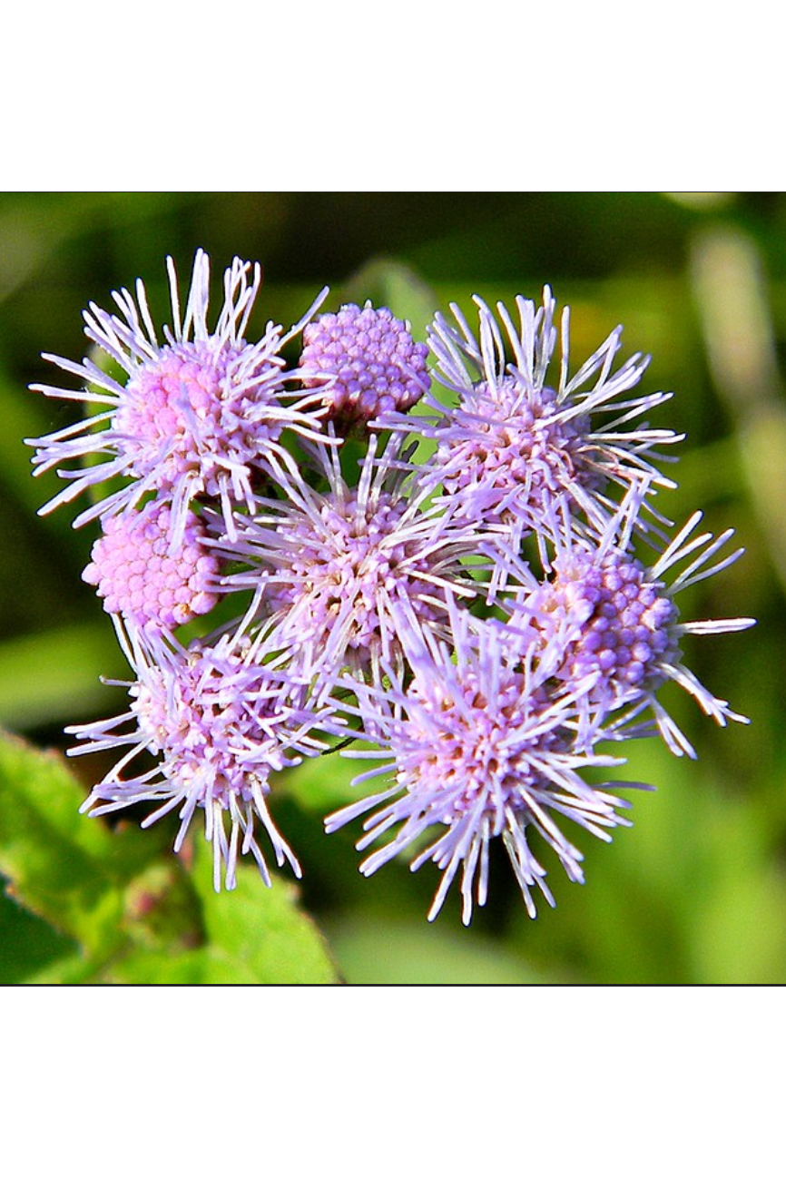 Blue mistflower (Conoclinium coelestinum)