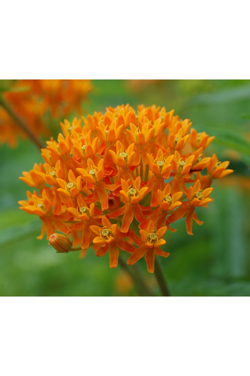 Butterfly milkweed (Asclepias tuberosa)