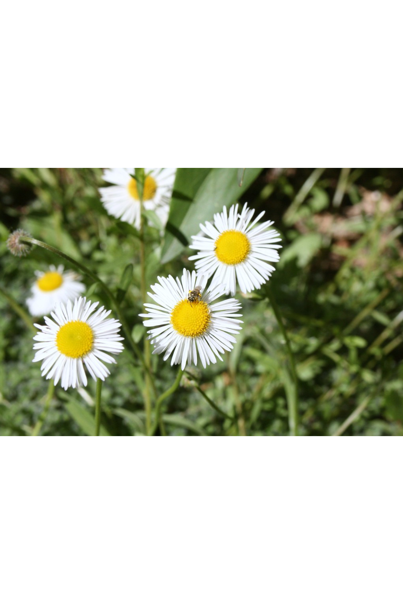 Daisy fleabane (Erigeron strigosus)