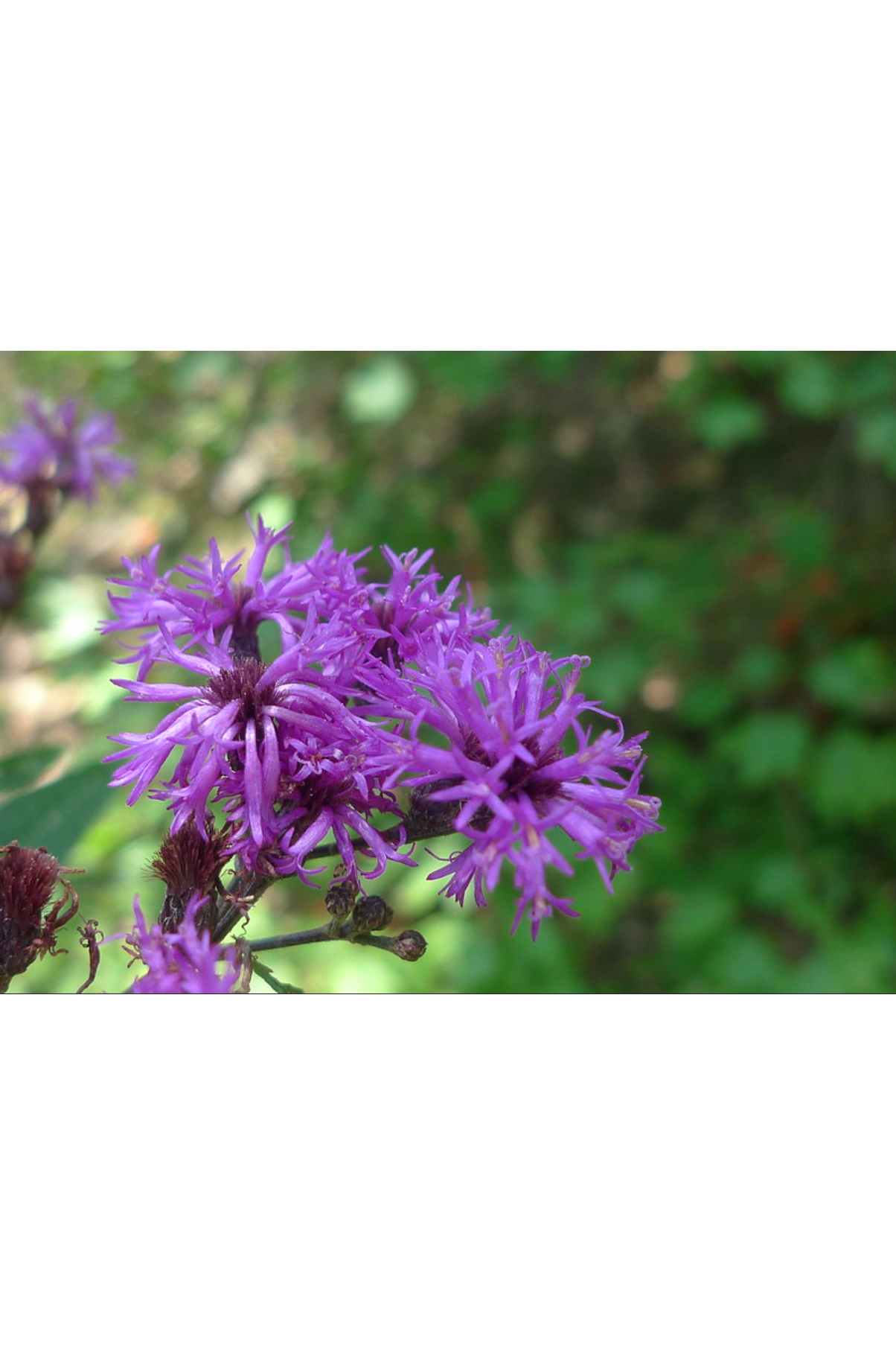 Giant ironweed (Vernonia gigantea)