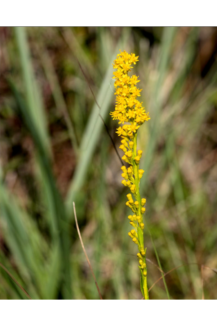 Slim goldenrod (Solidago stricta)