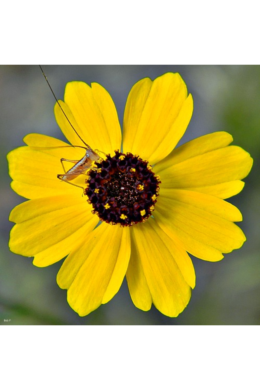 Leavenworth's tickseed (Coreopsis leavenworthii )