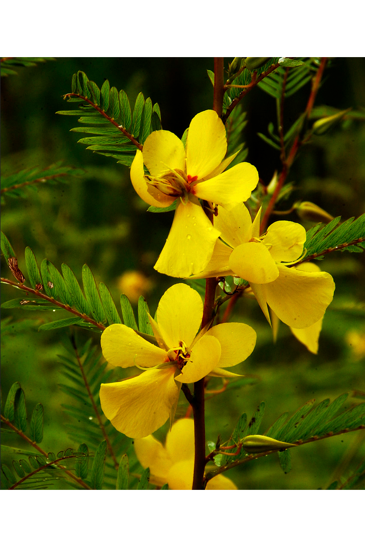 Partridge pea (Chamaecrista fasciculata)
