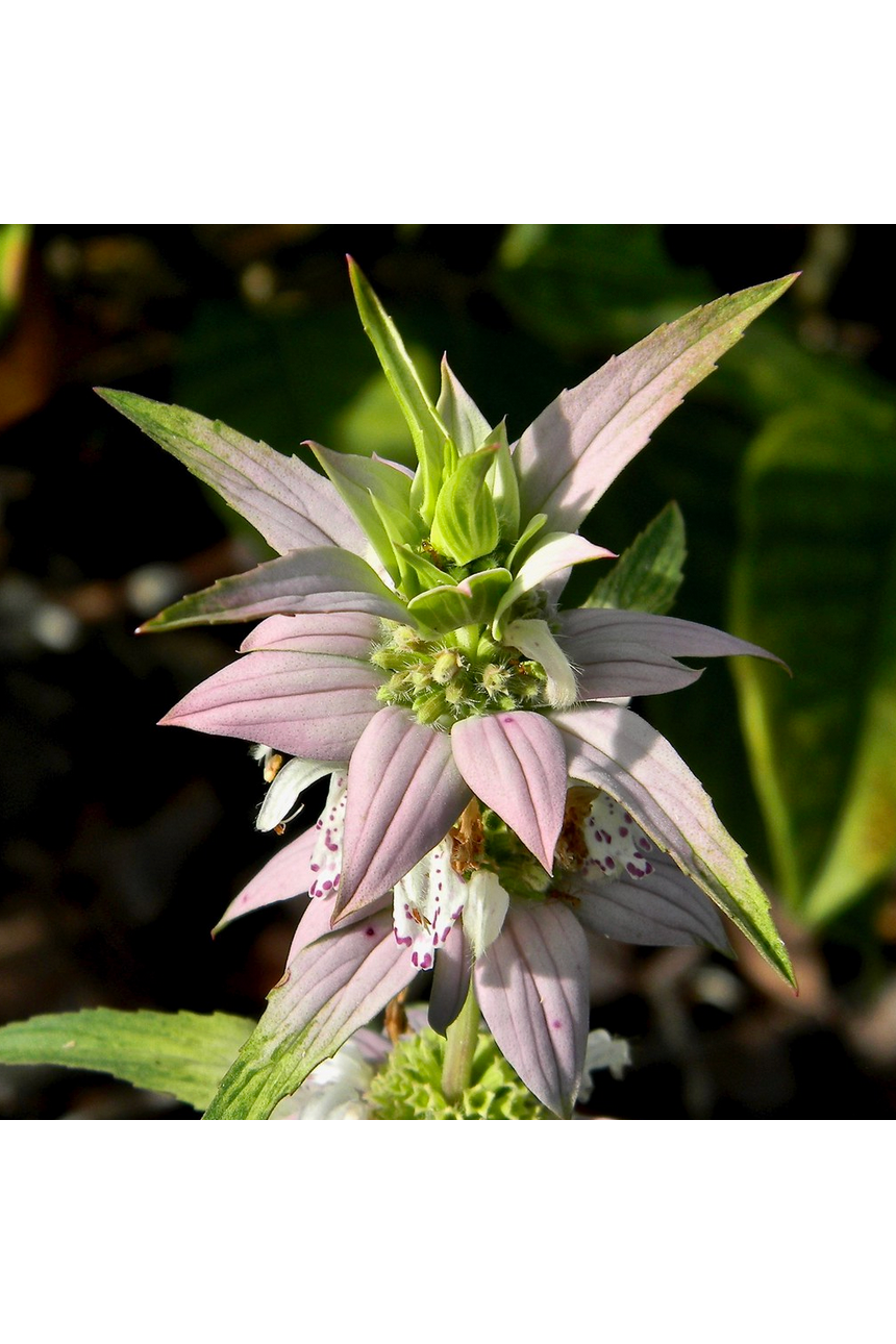 Spotted beebalm (Monarda punctata)