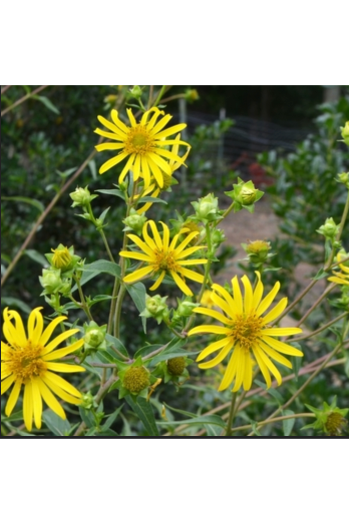 Starry rosinweed (Silphium asteriscus )