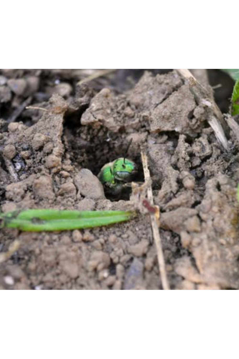 Nesting & Overwintering Habitat for Pollinators and Other Beneficial Insects (Source: The Xerces Society)