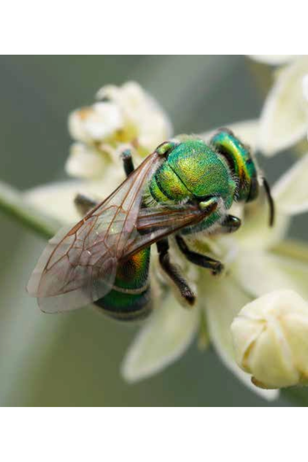 A Beginner's Field Guide to Identifying Bees (Source: Native Bee Watch)