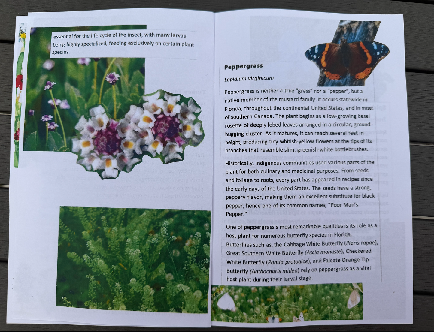 Weed Eater - Rethinking The Plants We Overlook (Zine)