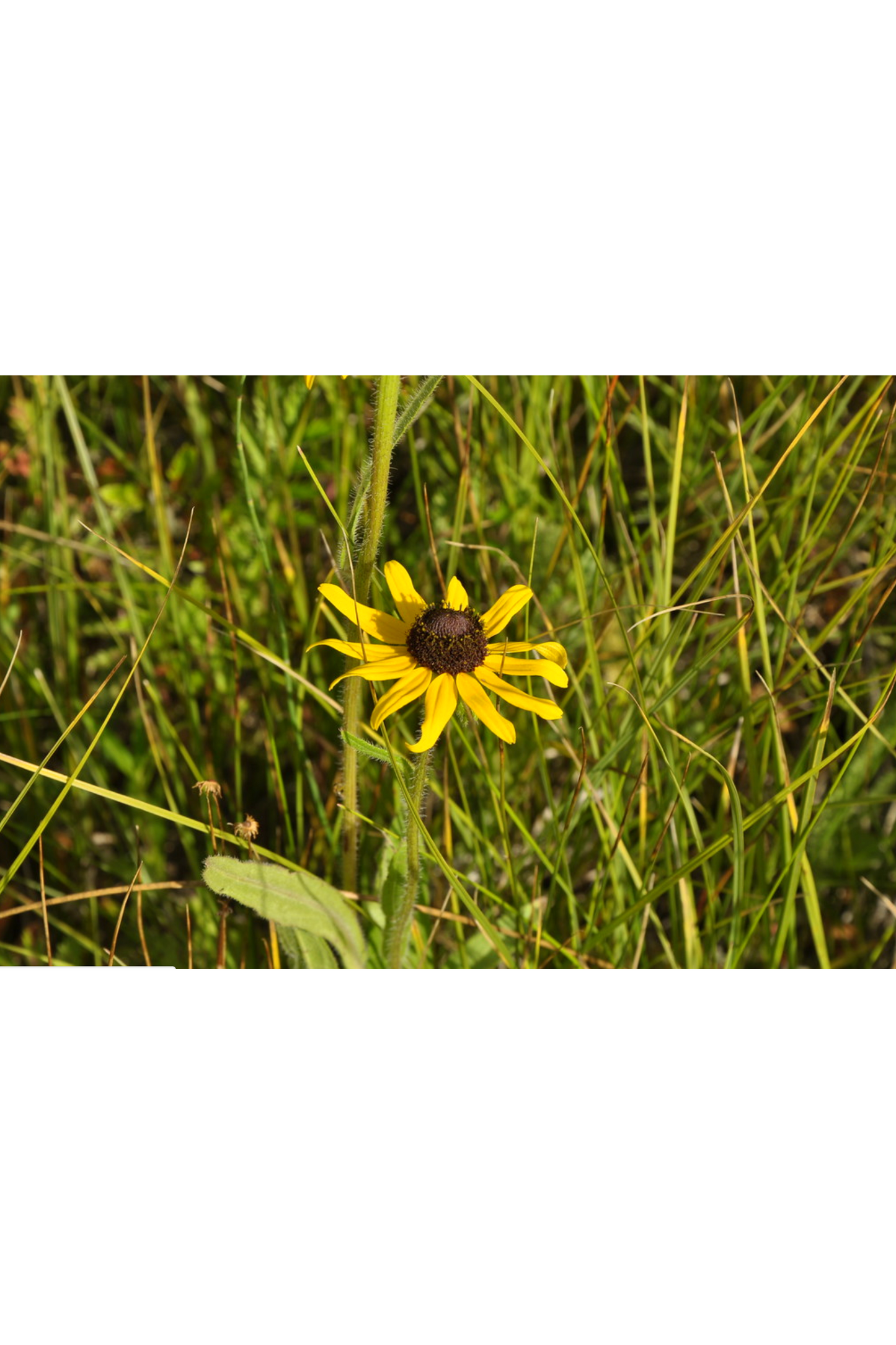Black-eyed Susan (Rudbeckia hirta)