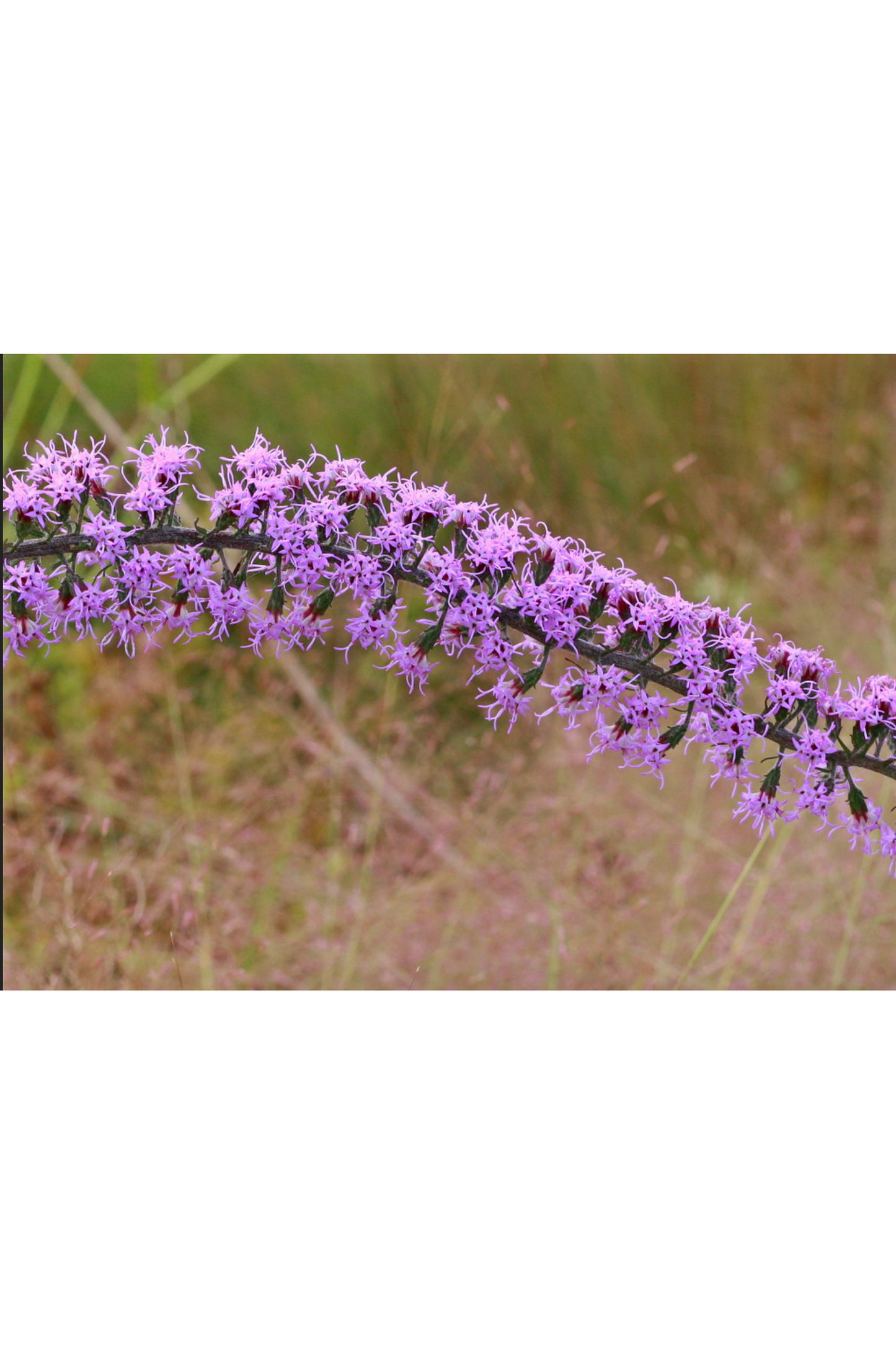 Slender blazing star (Liatris gracilis)
