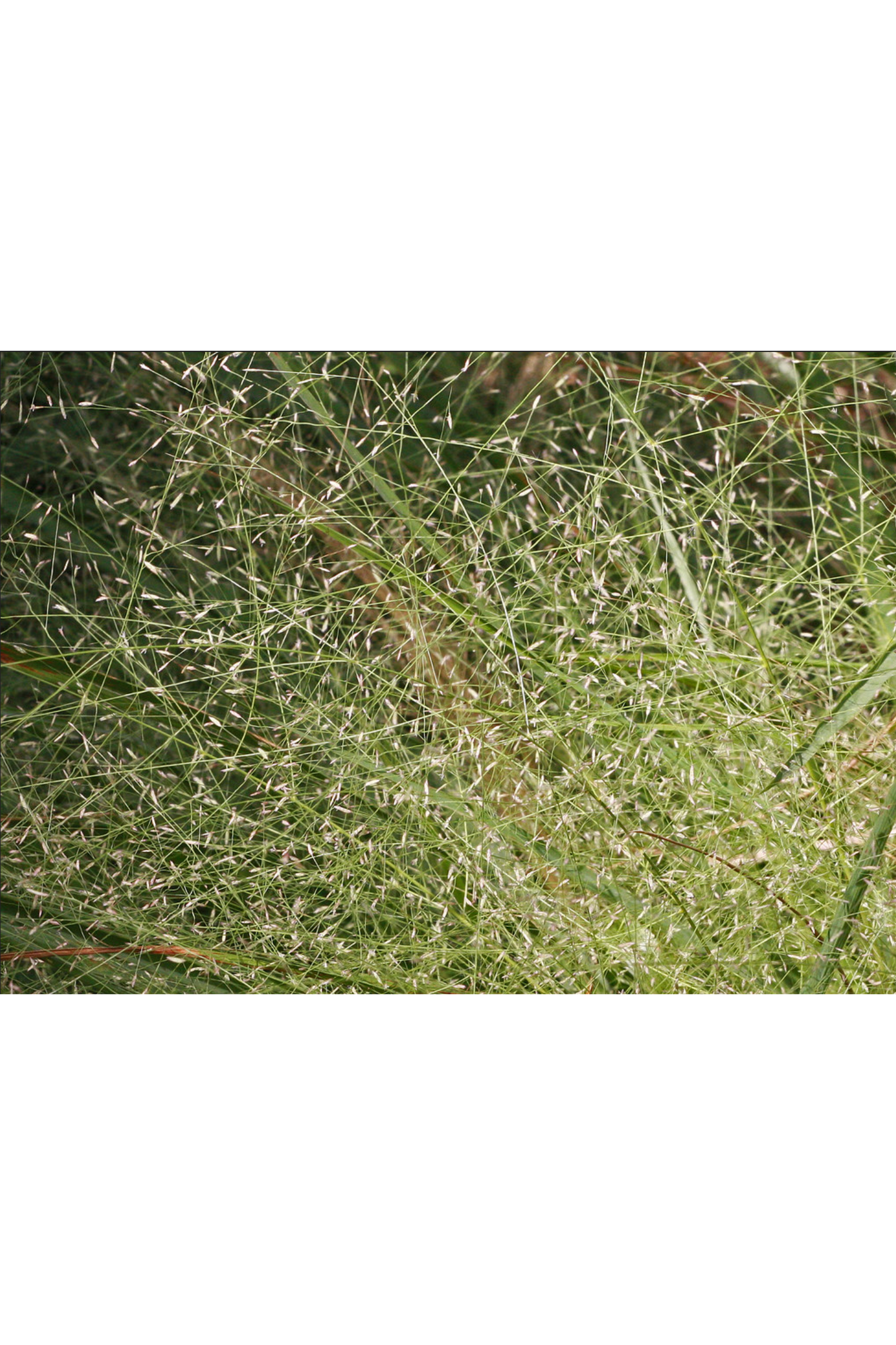 Elliott's lovegrass (Eragrostis elliottii)