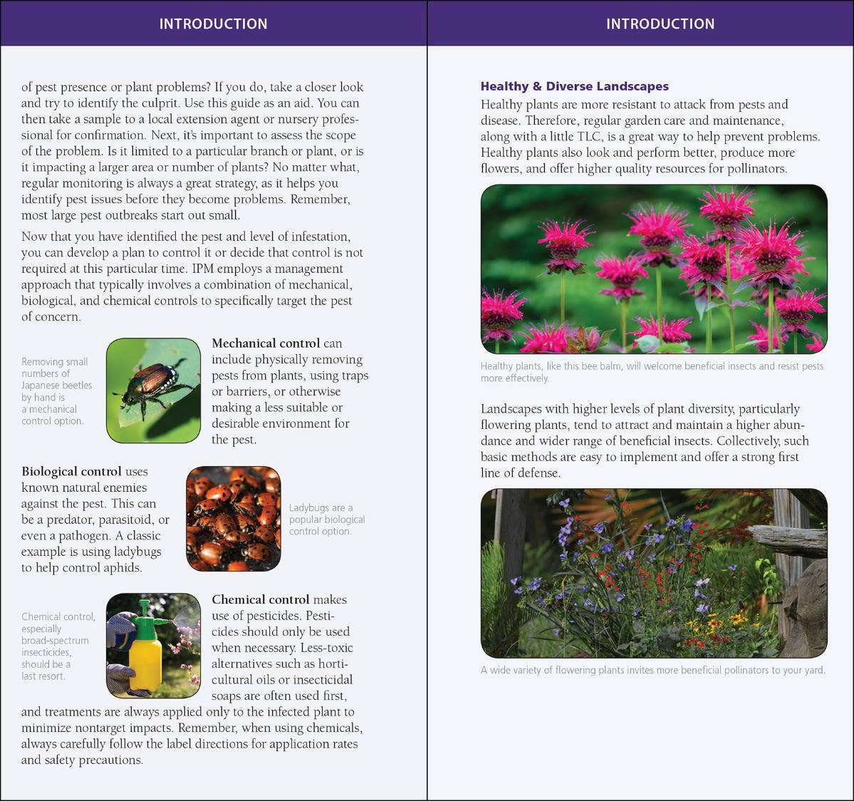 Garden Bugs & Insects of the Northwest