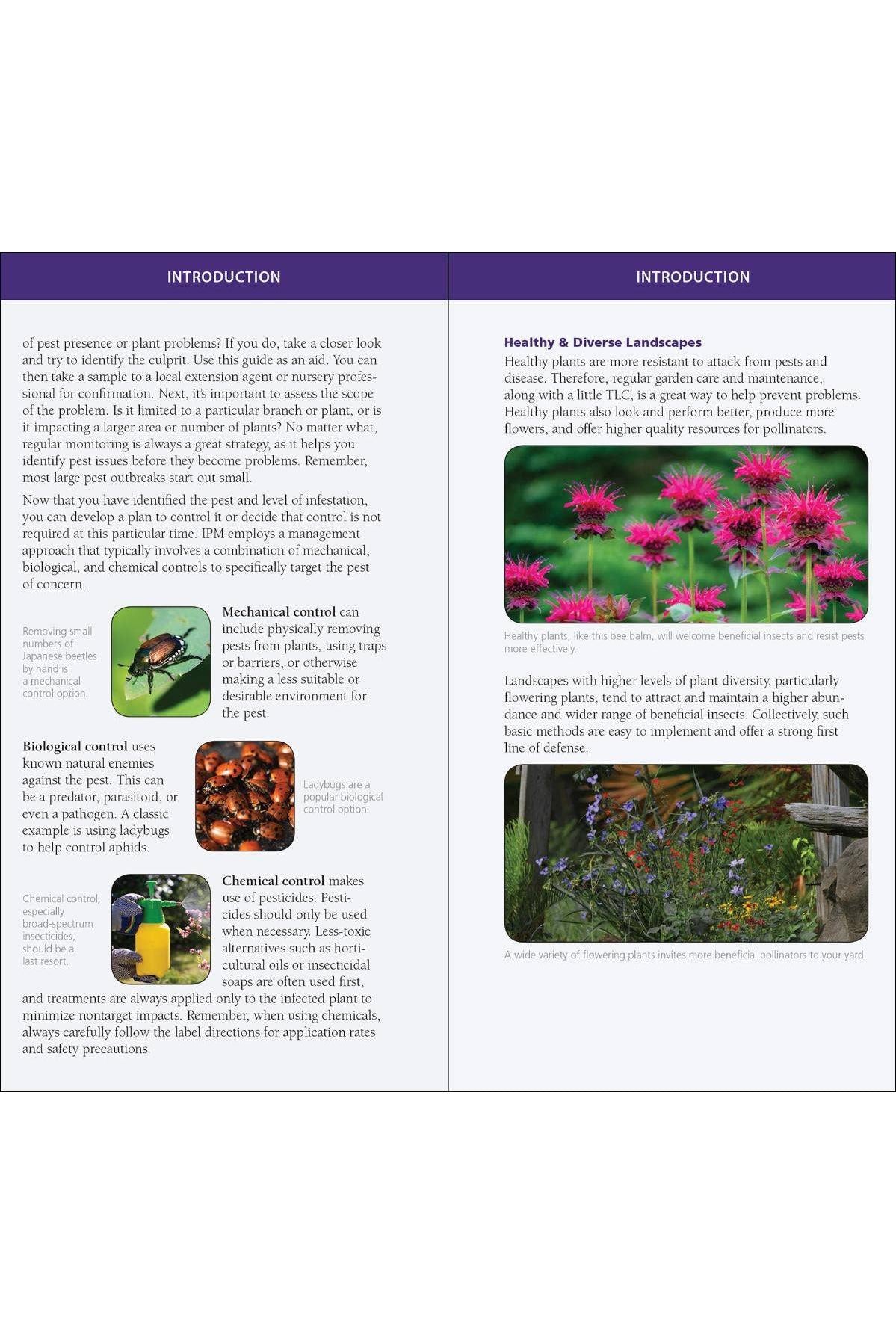 Garden Bugs & Insects of the Northeast