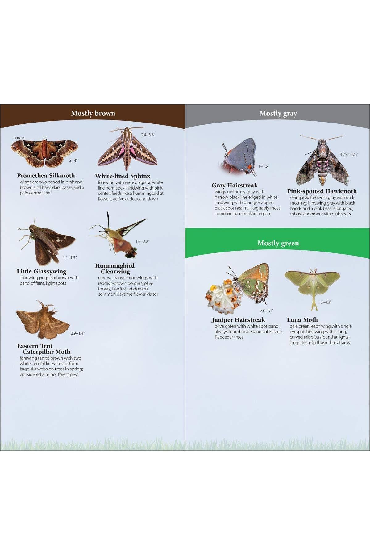 Butterflies of South & Southeast Quick Guide