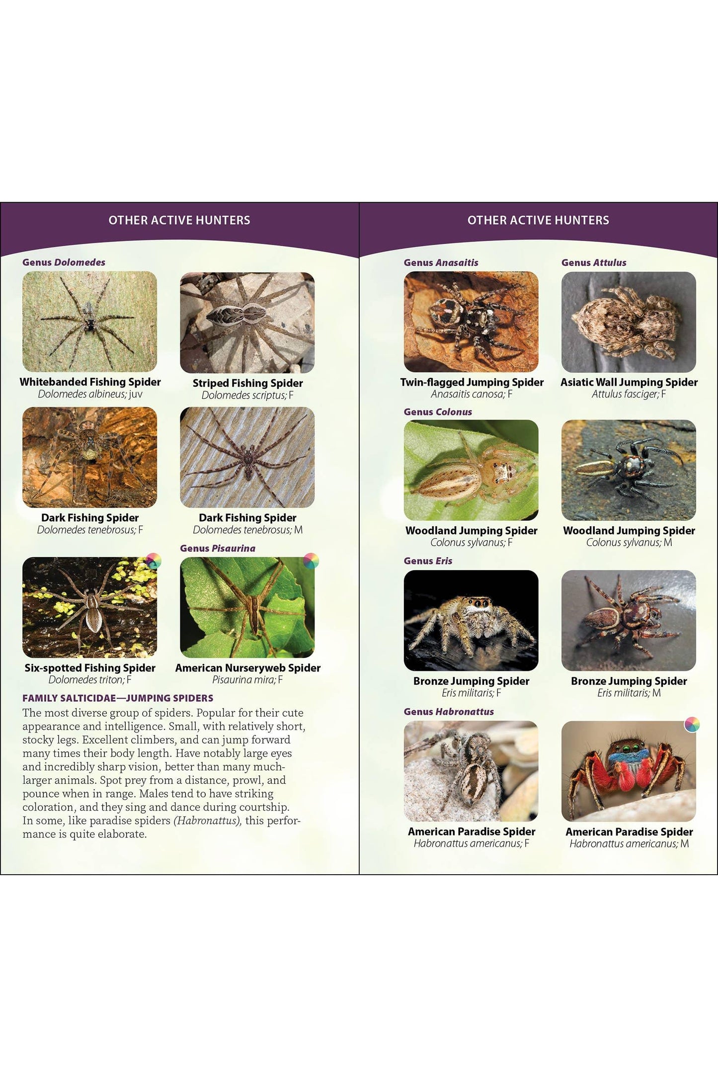 Spiders of the United States & Canada Quick Guide