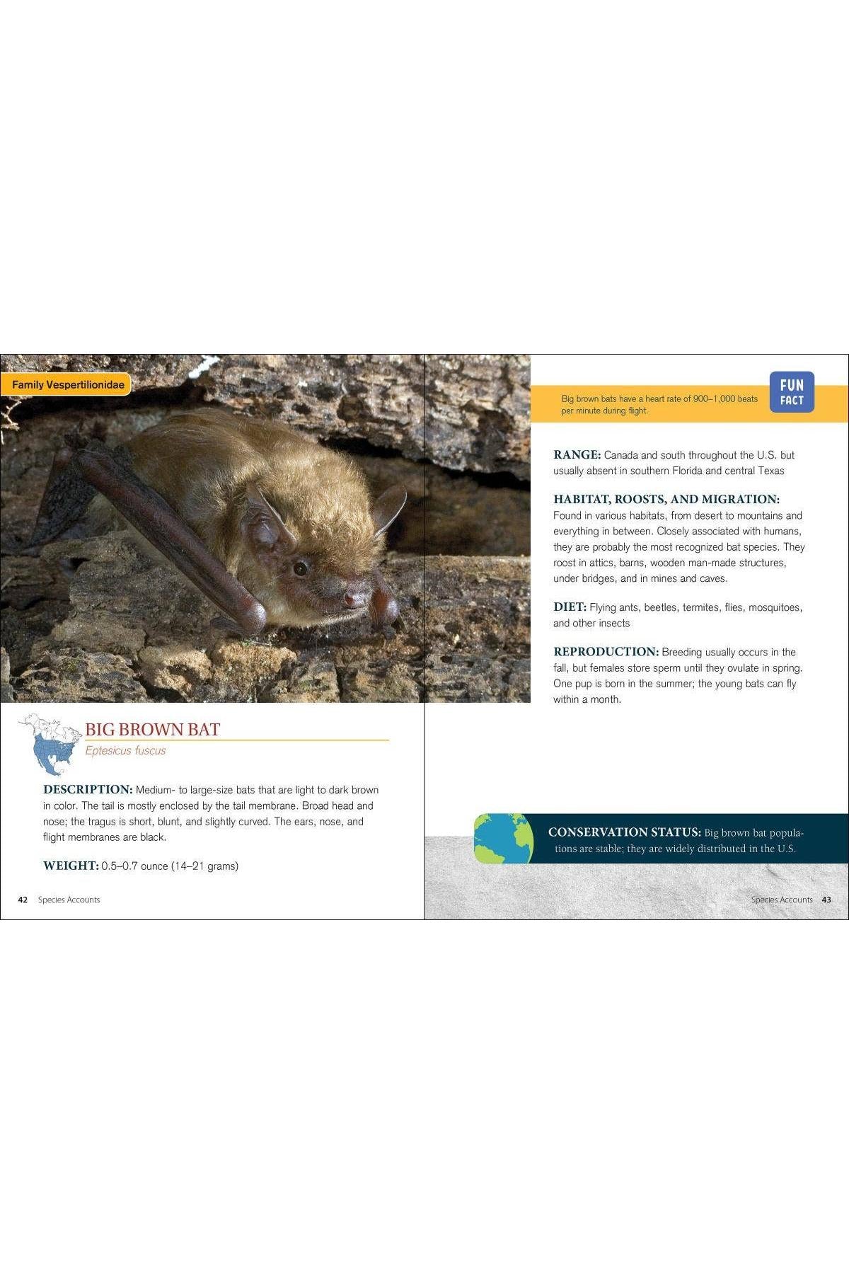 Bat Basics: How to Understand and Help These Amazing Flying Mammals by Karen Krebbs