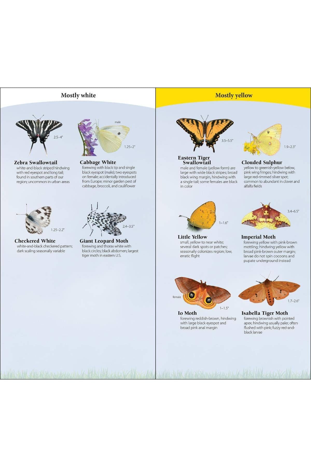 Butterflies of South & Southeast Quick Guide