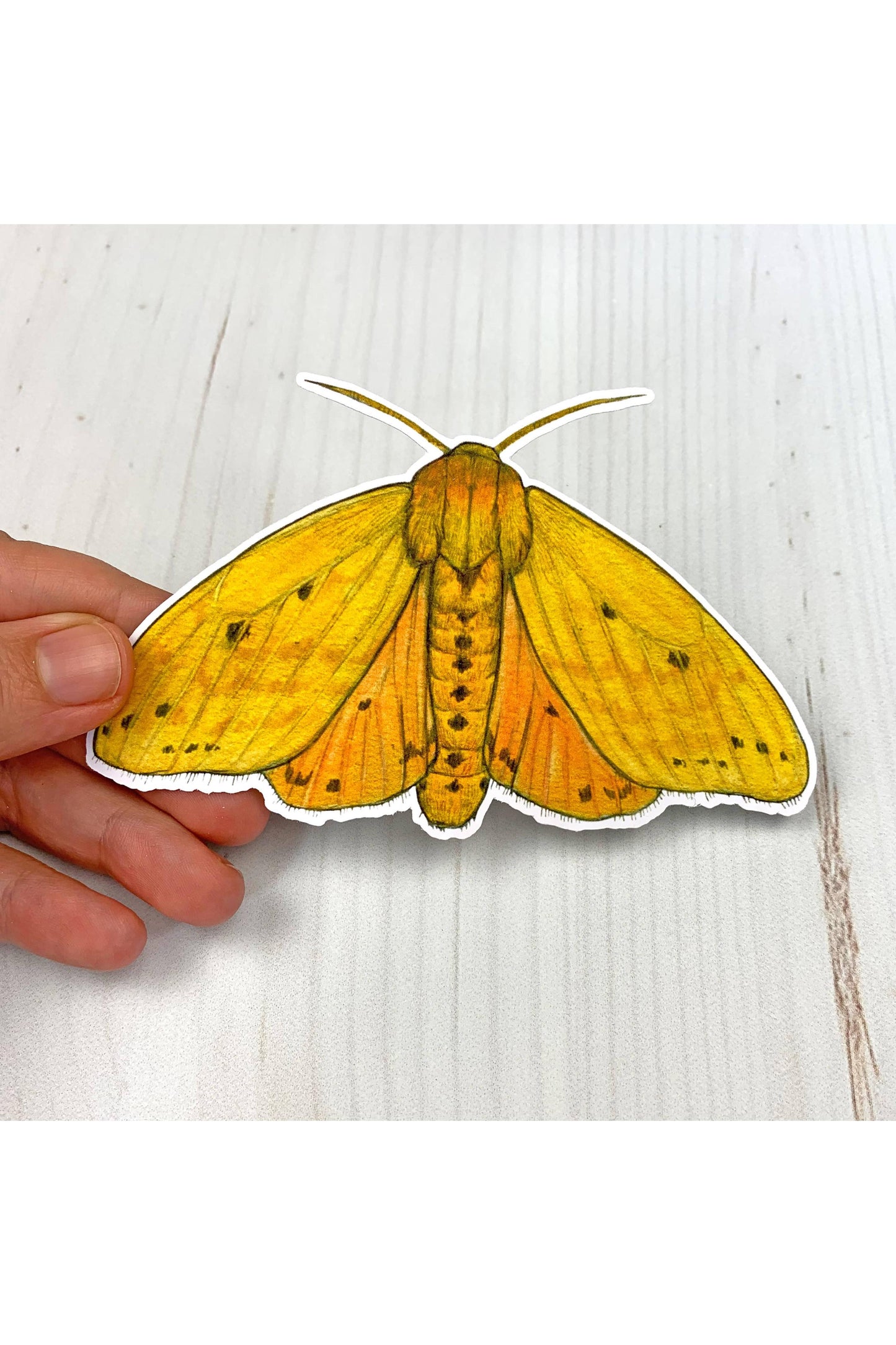 Isabella Tiger Moth Sticker