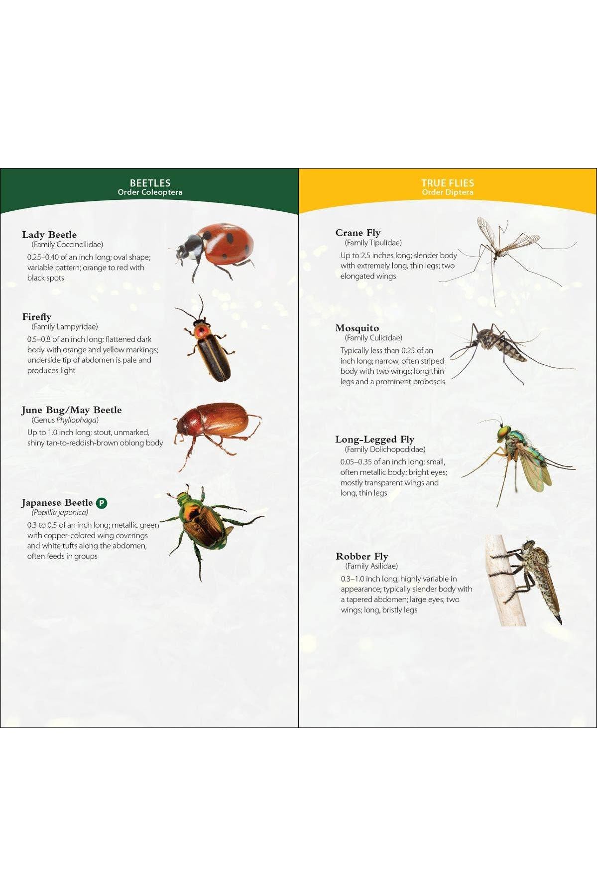 Garden Bugs & Insects of the South & Southeast