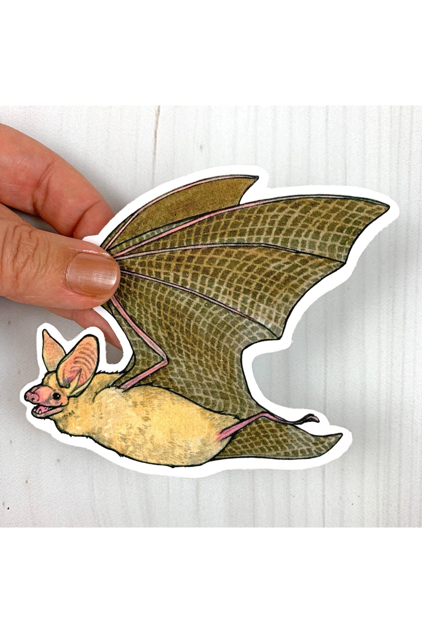Pallid Bat Sticker
